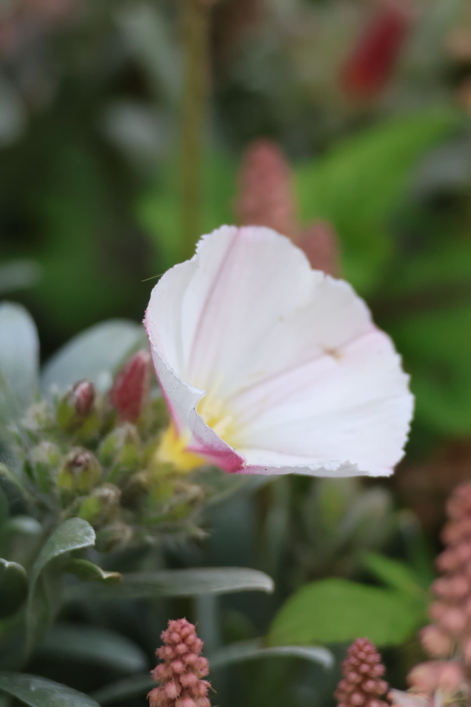 Flower 207