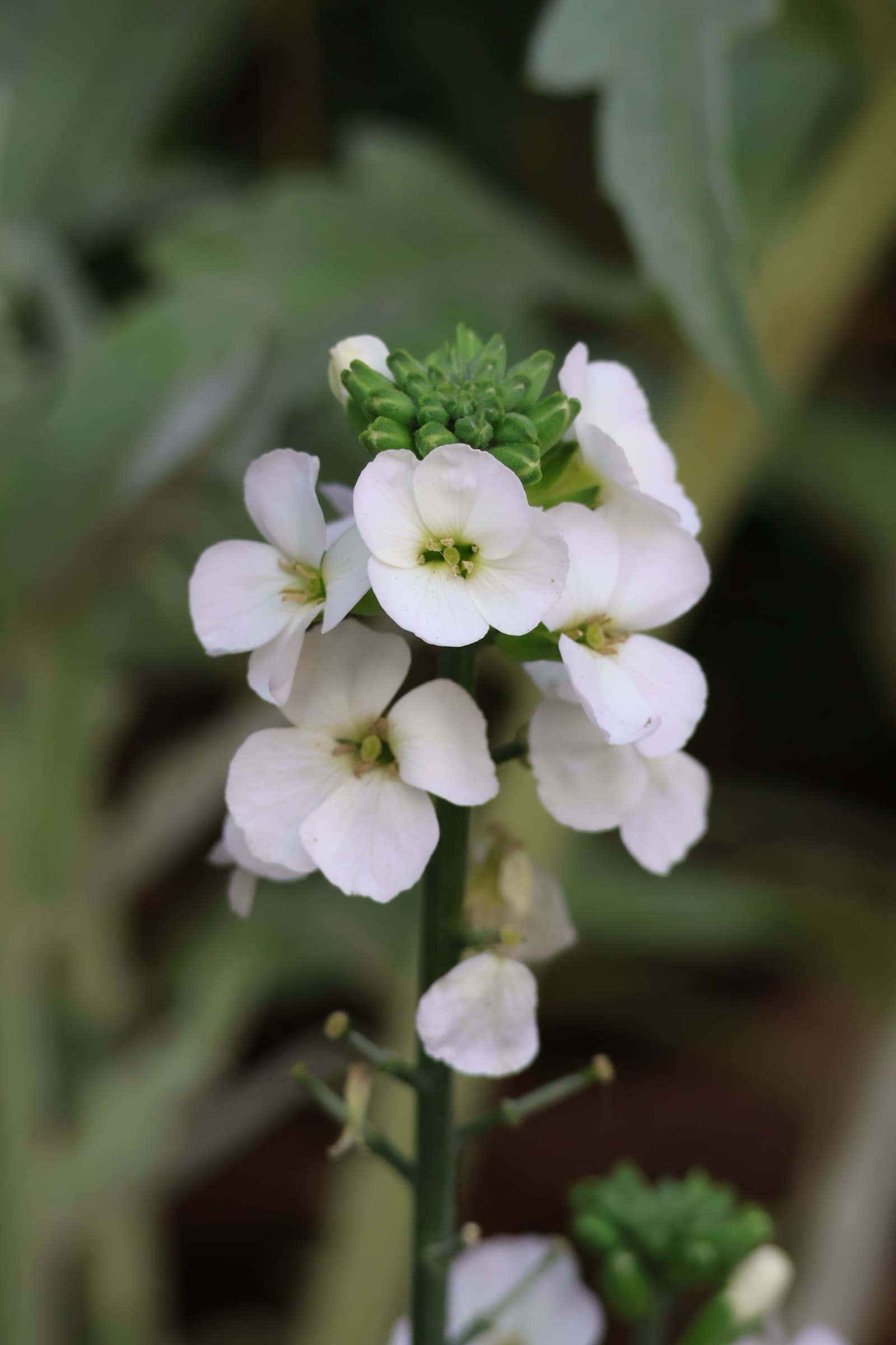 Flower 1