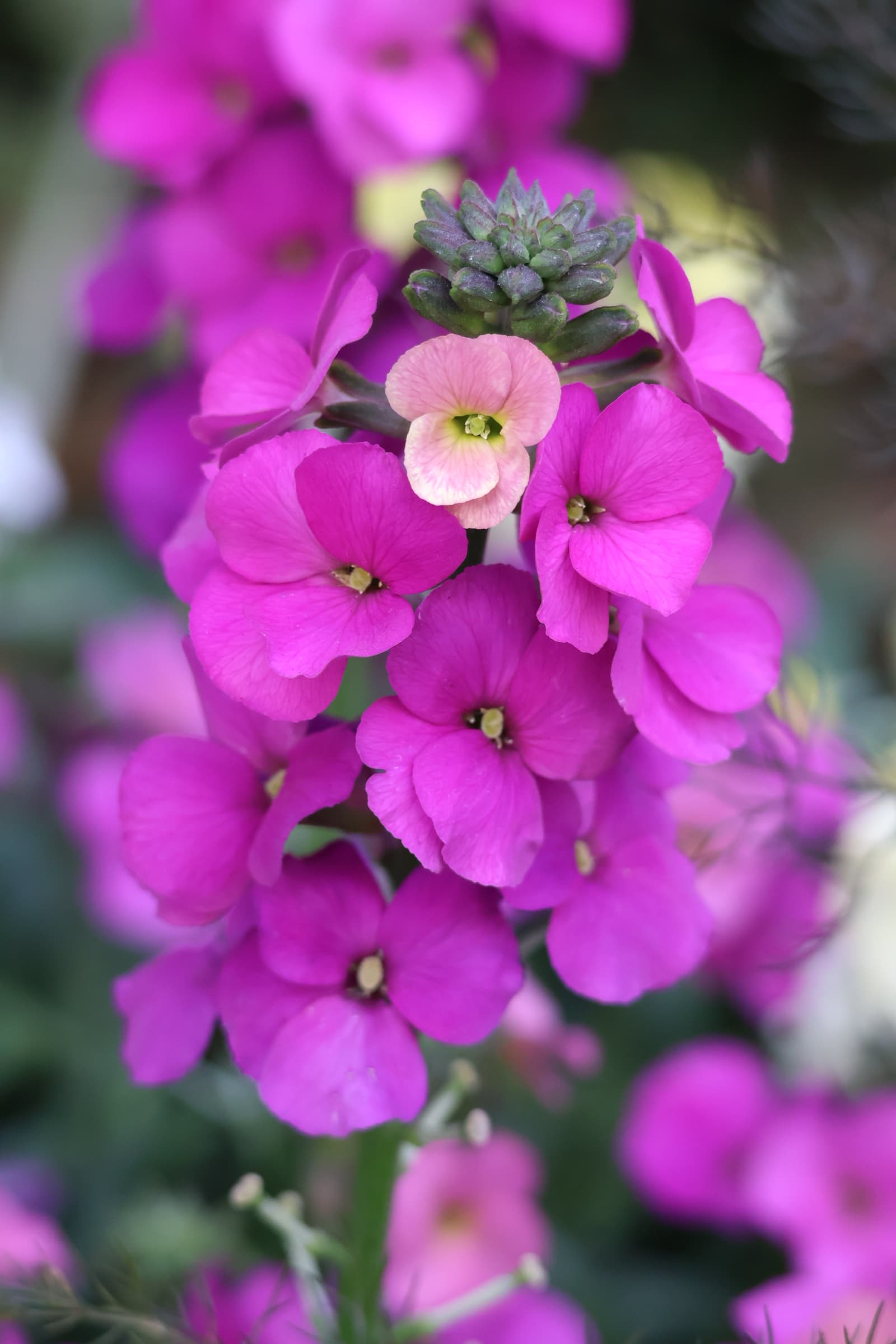 Flower 290