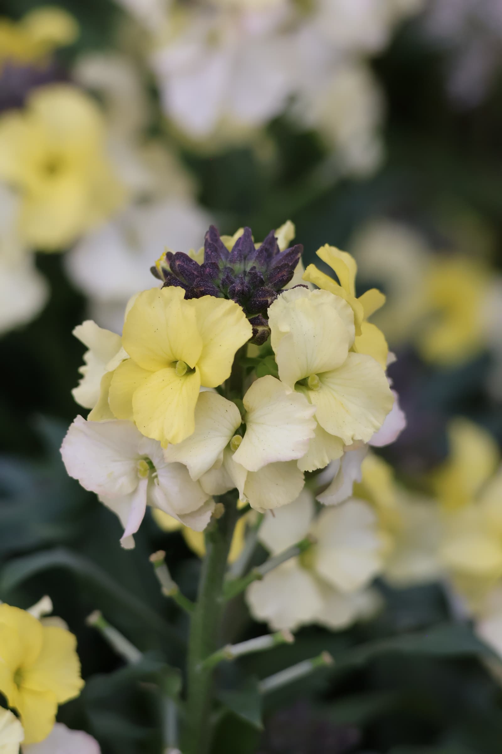 Flower 235