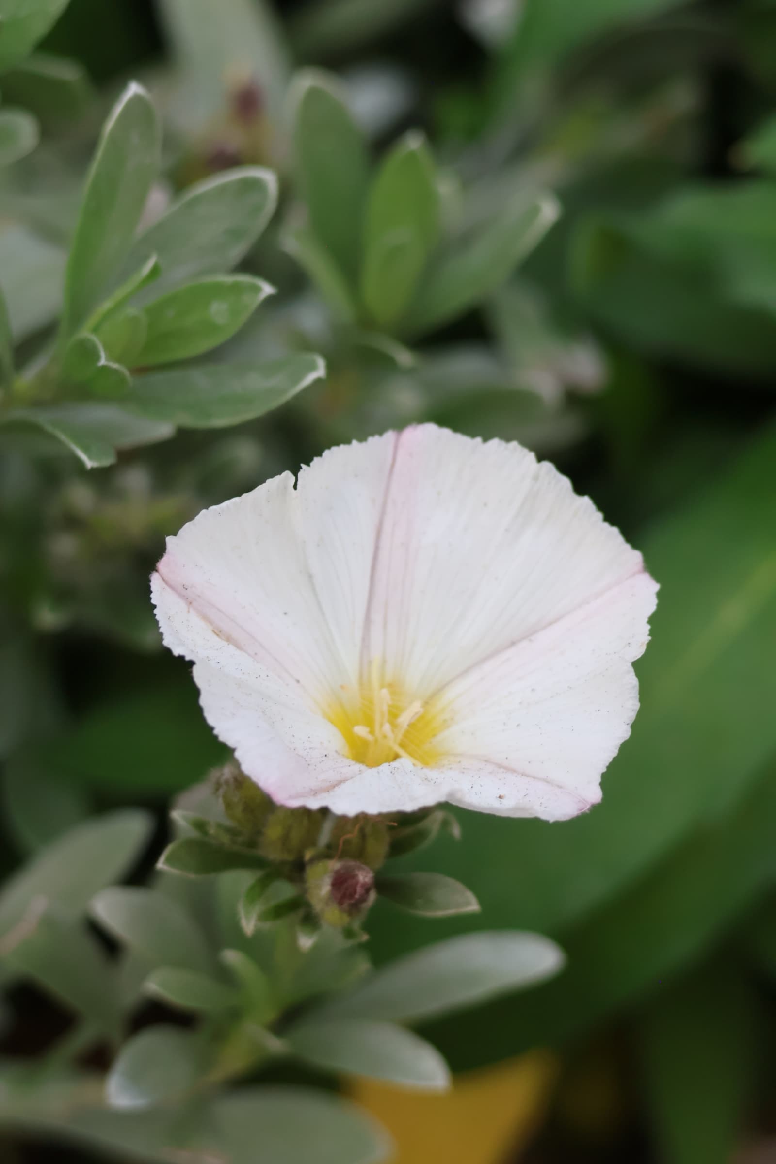 Flower 153