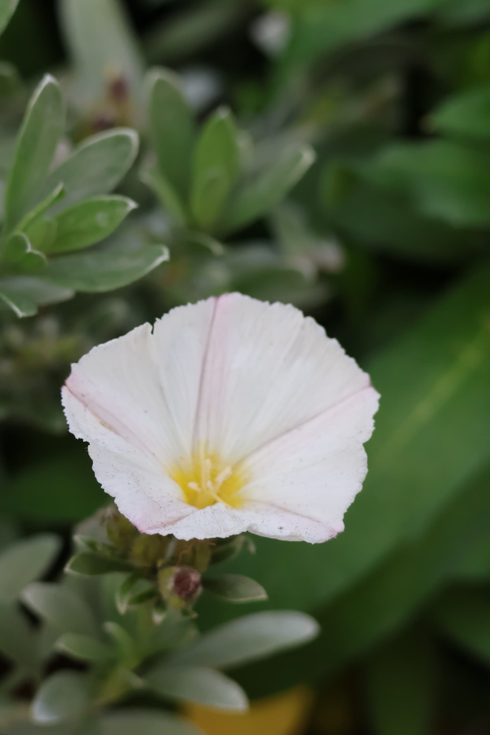 Flower 55