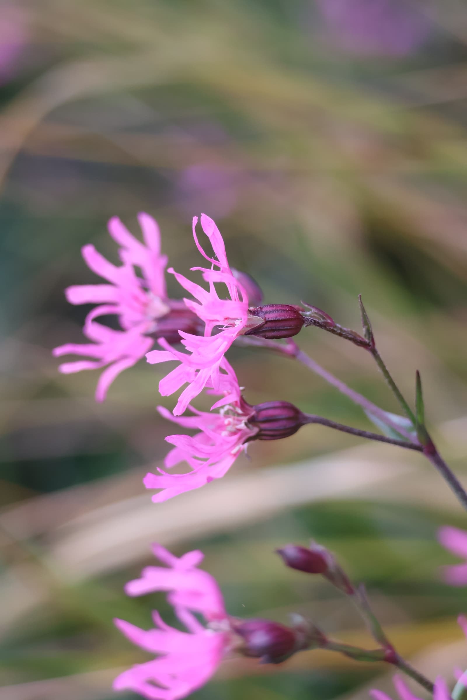 Flower 186