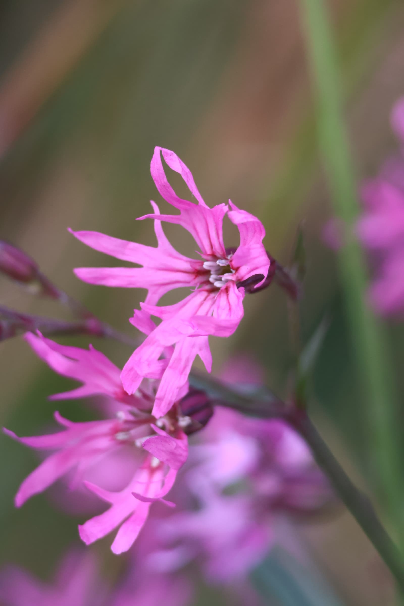 Flower 149