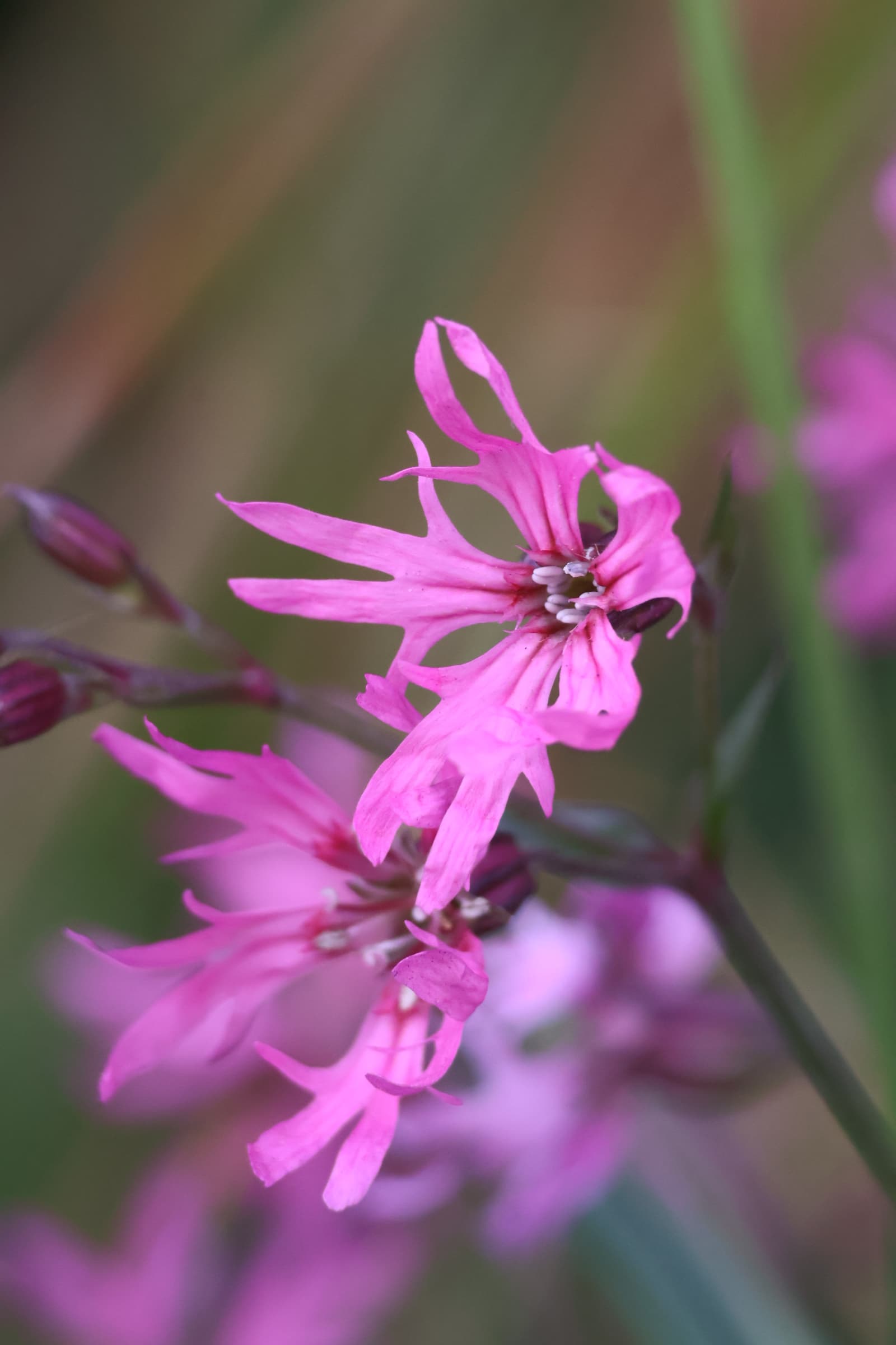 Flower 259