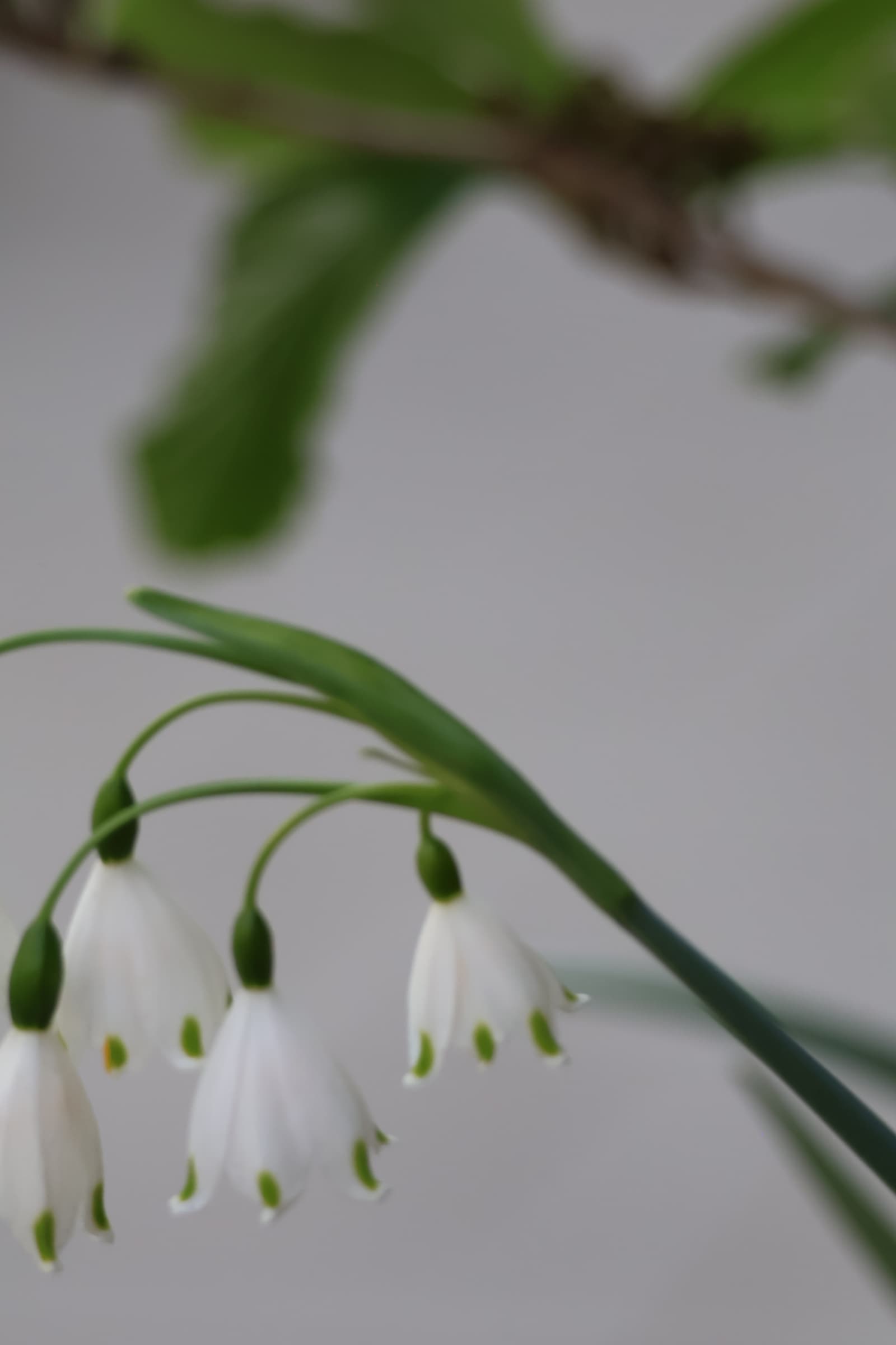 Flower 54