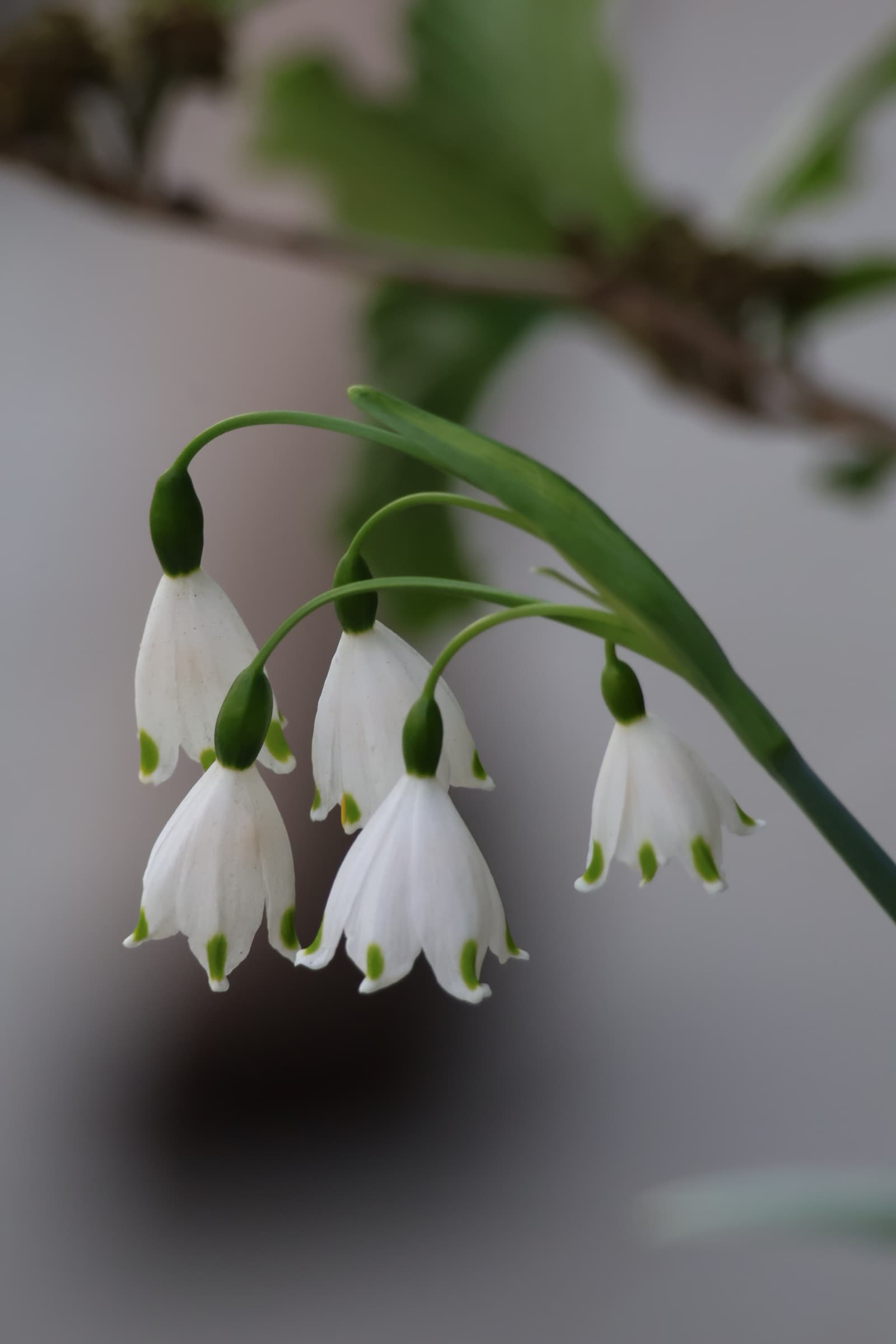Flower 118