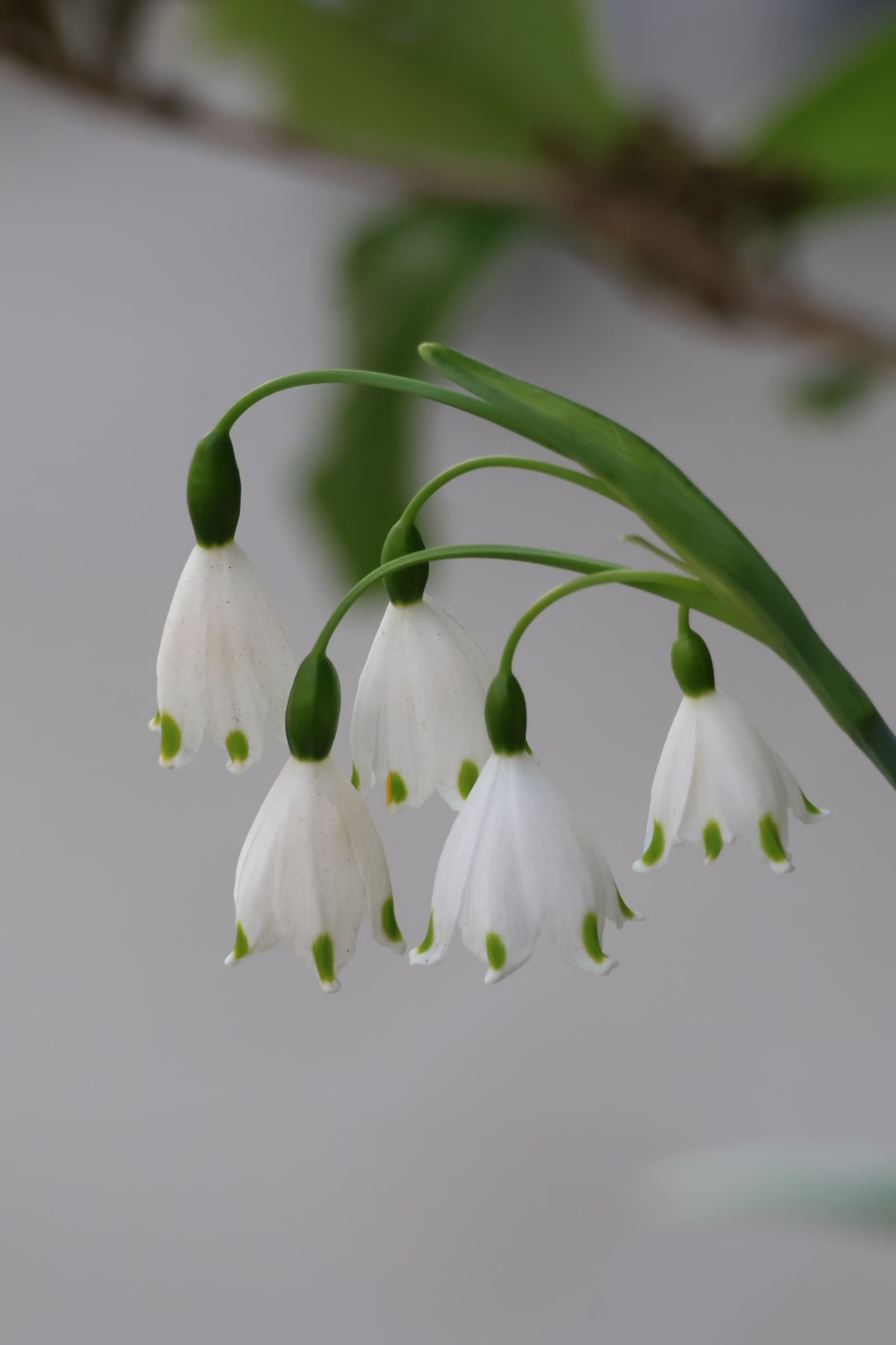 Flower 89