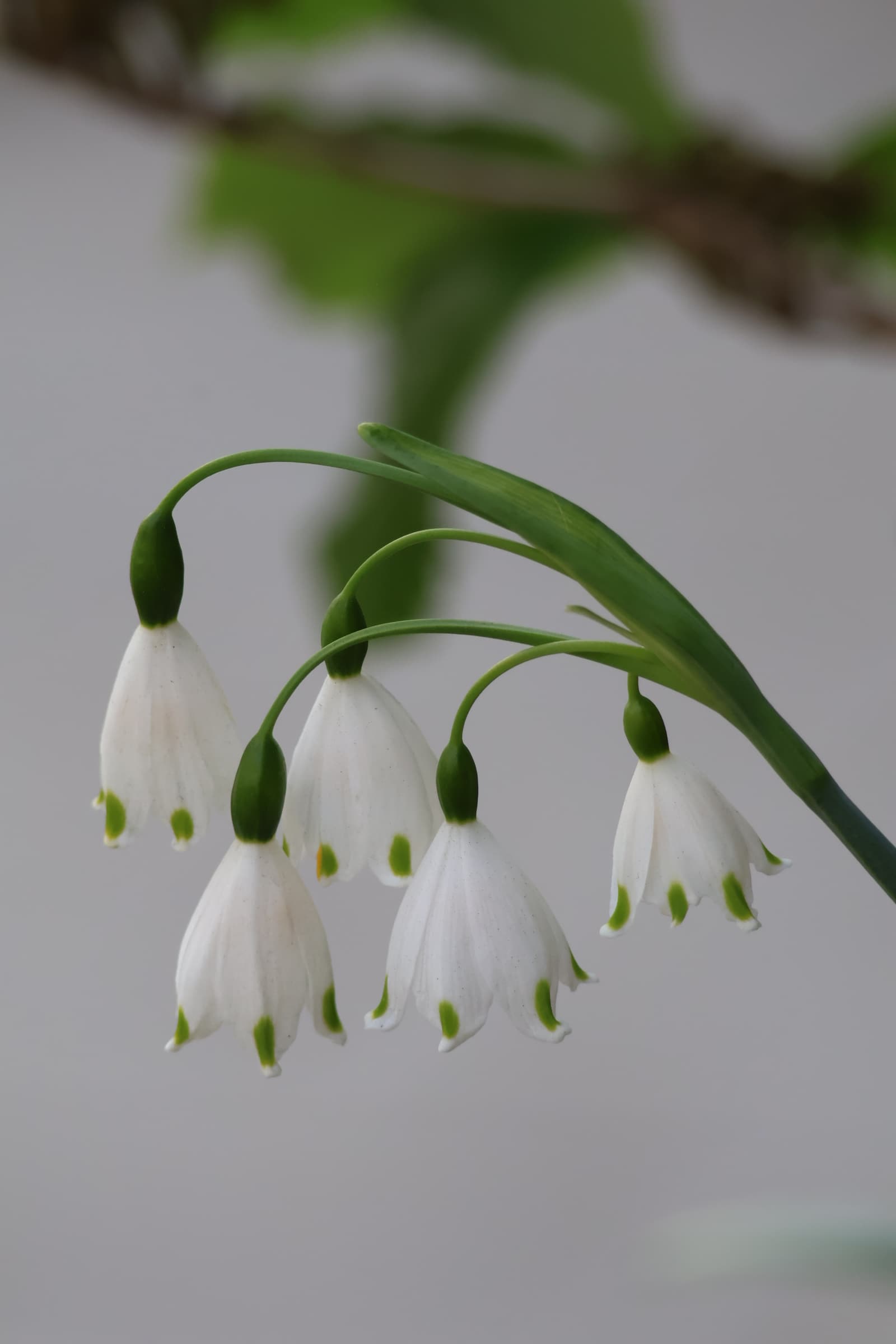 Flower 428