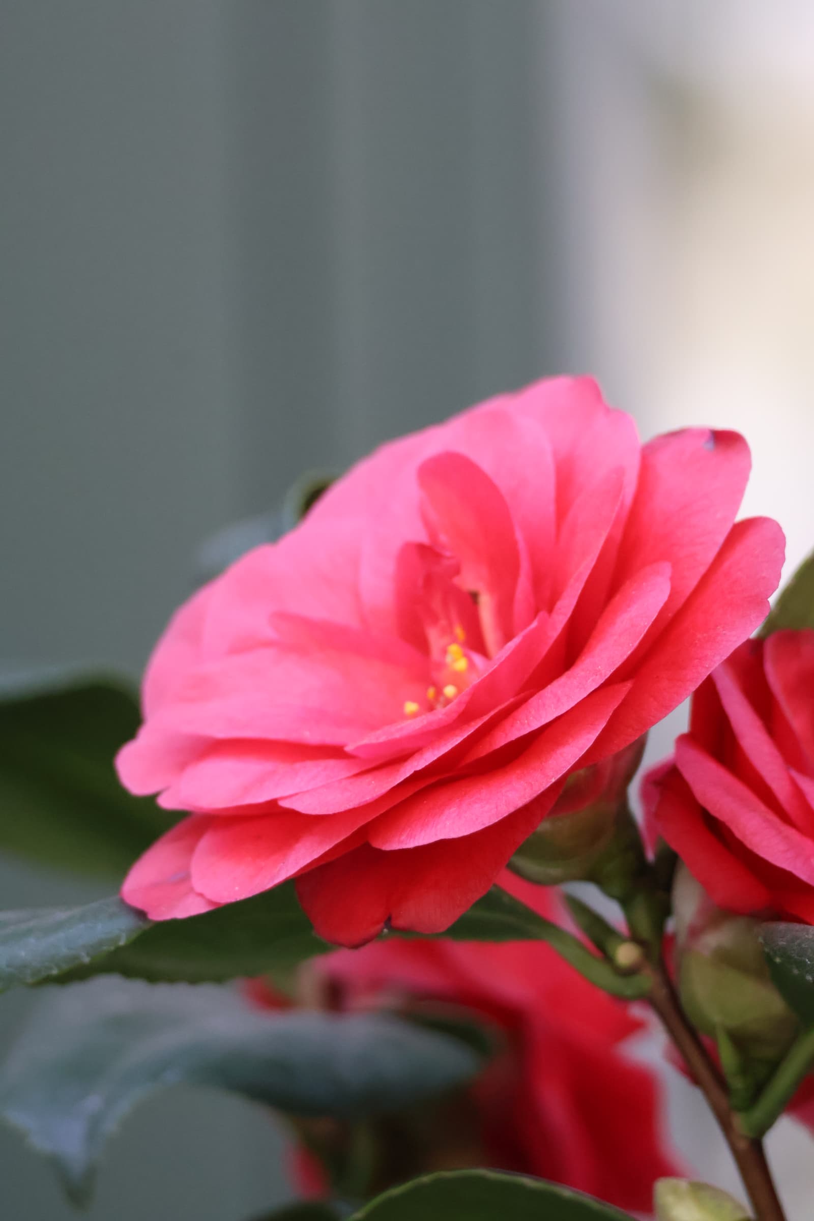 Flower 214