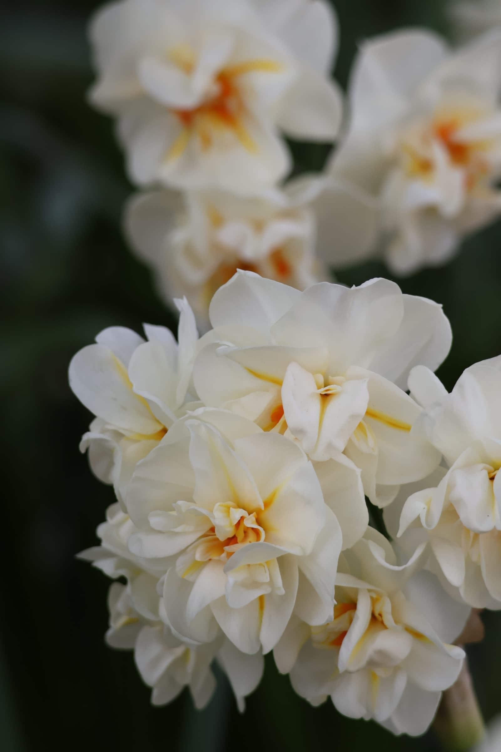 Flower 146