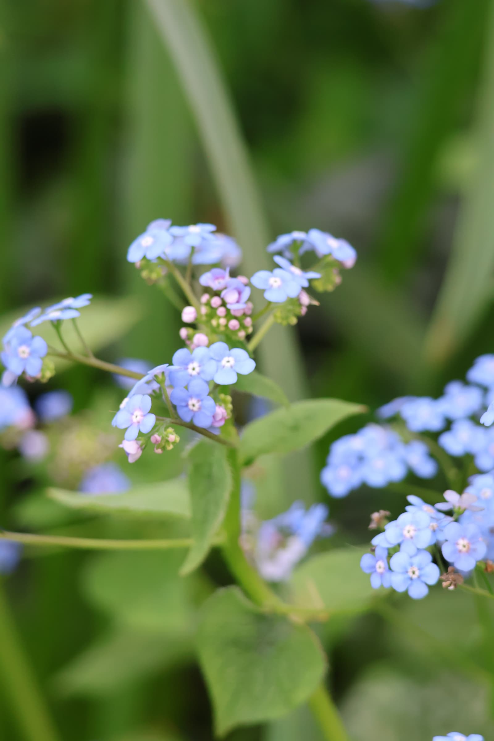 Flower 330