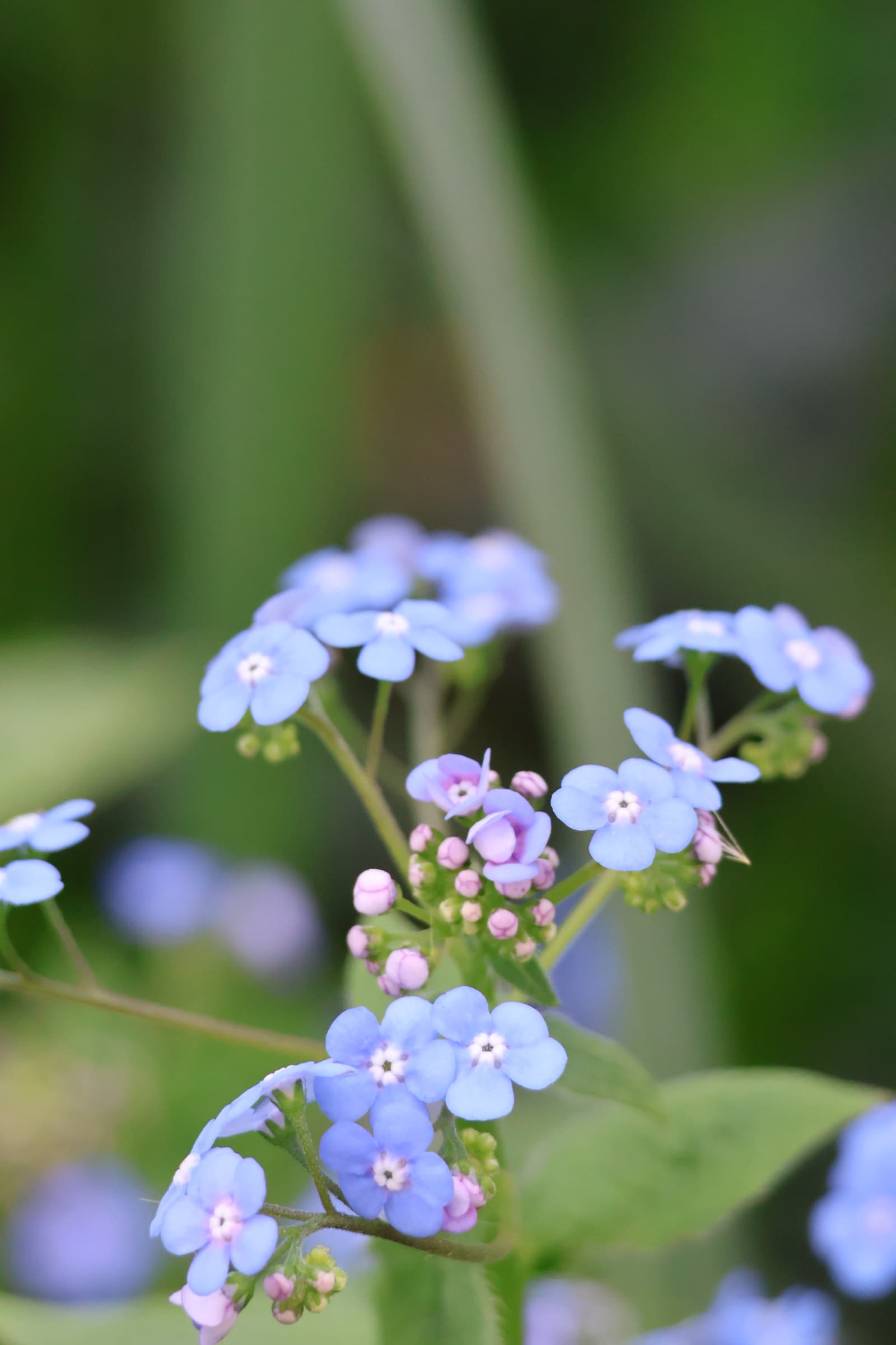 Flower 57