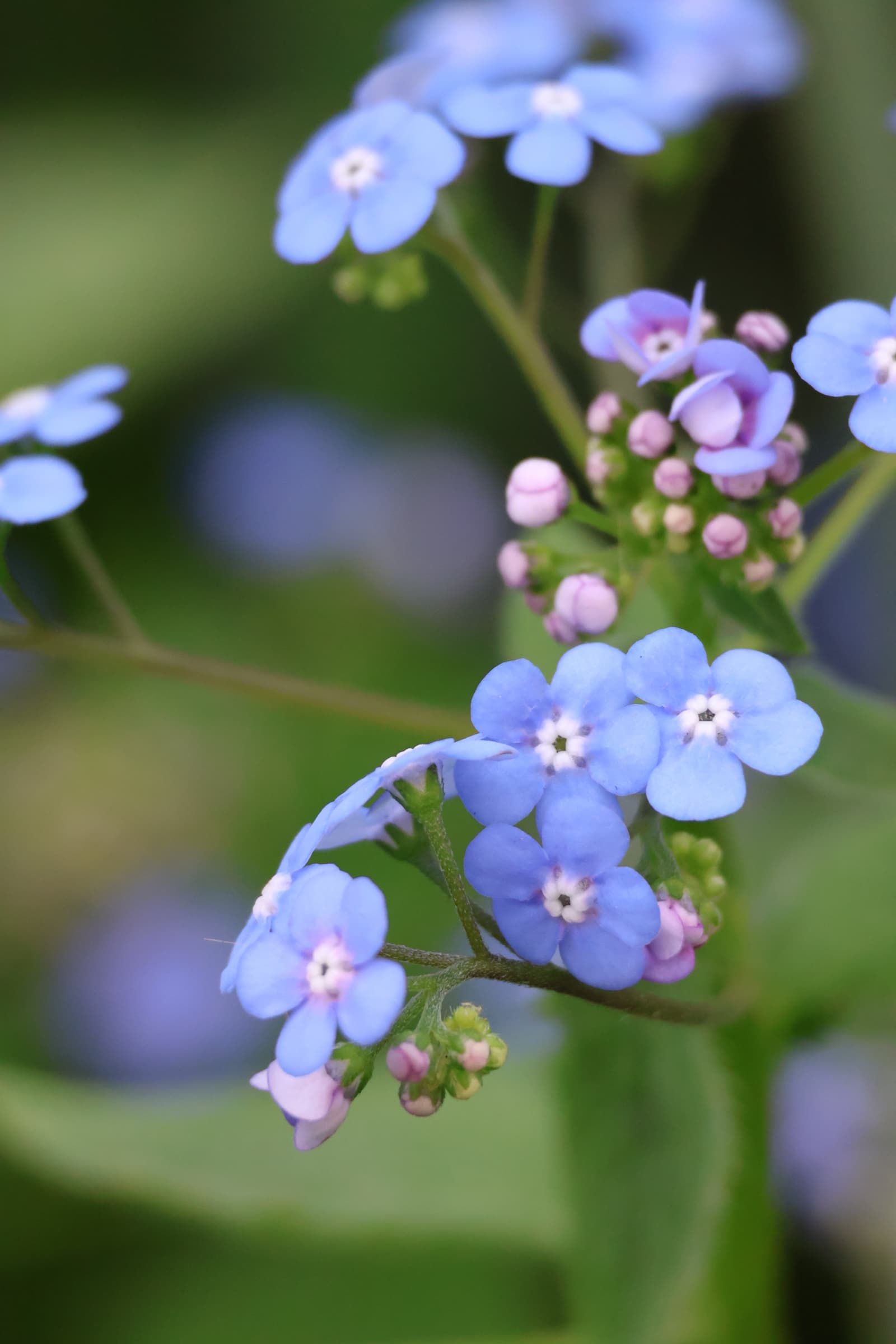 Flower 358