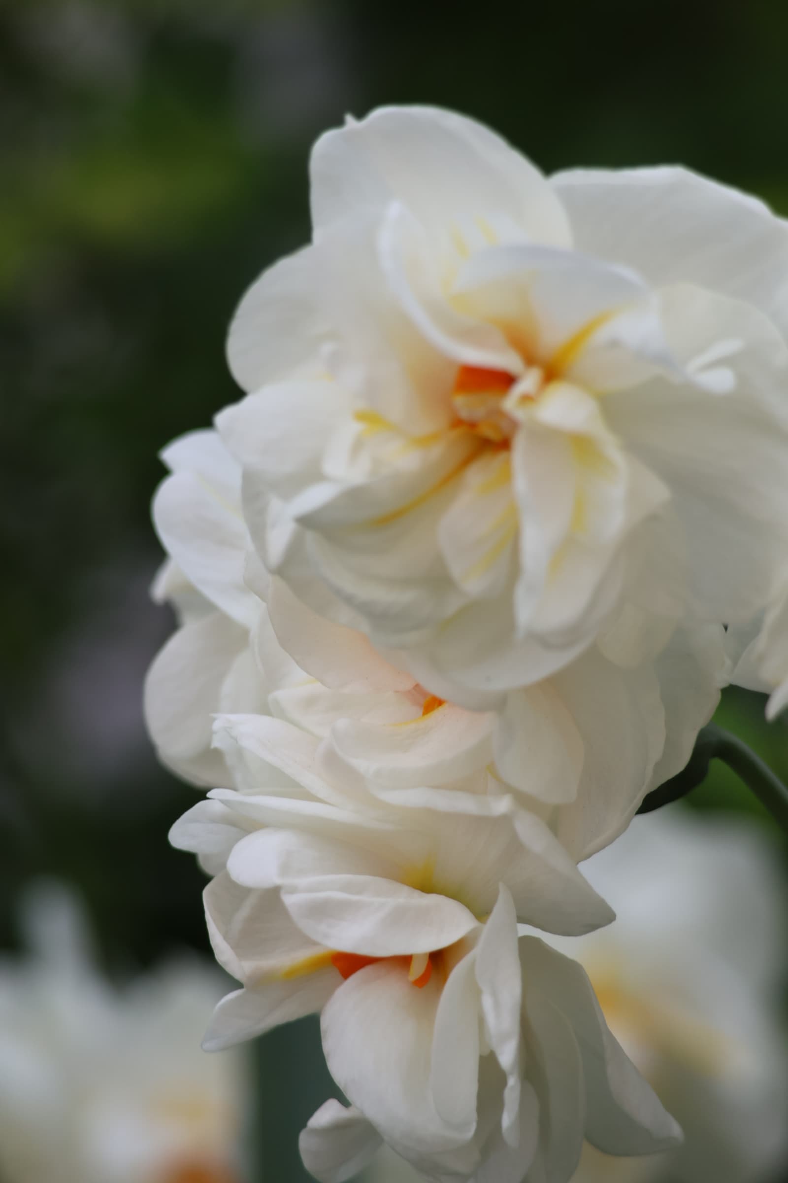 Flower 553