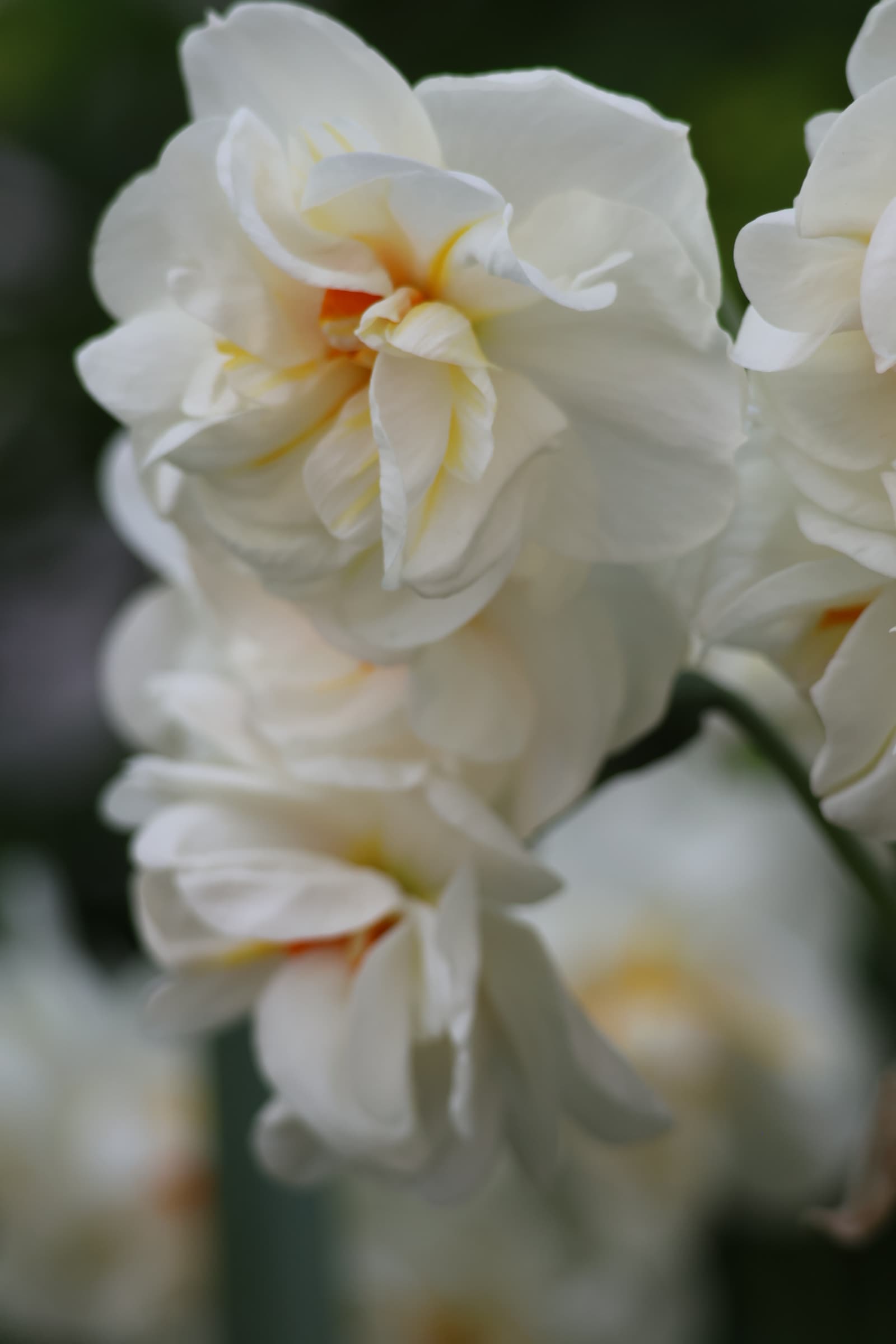 Flower 3