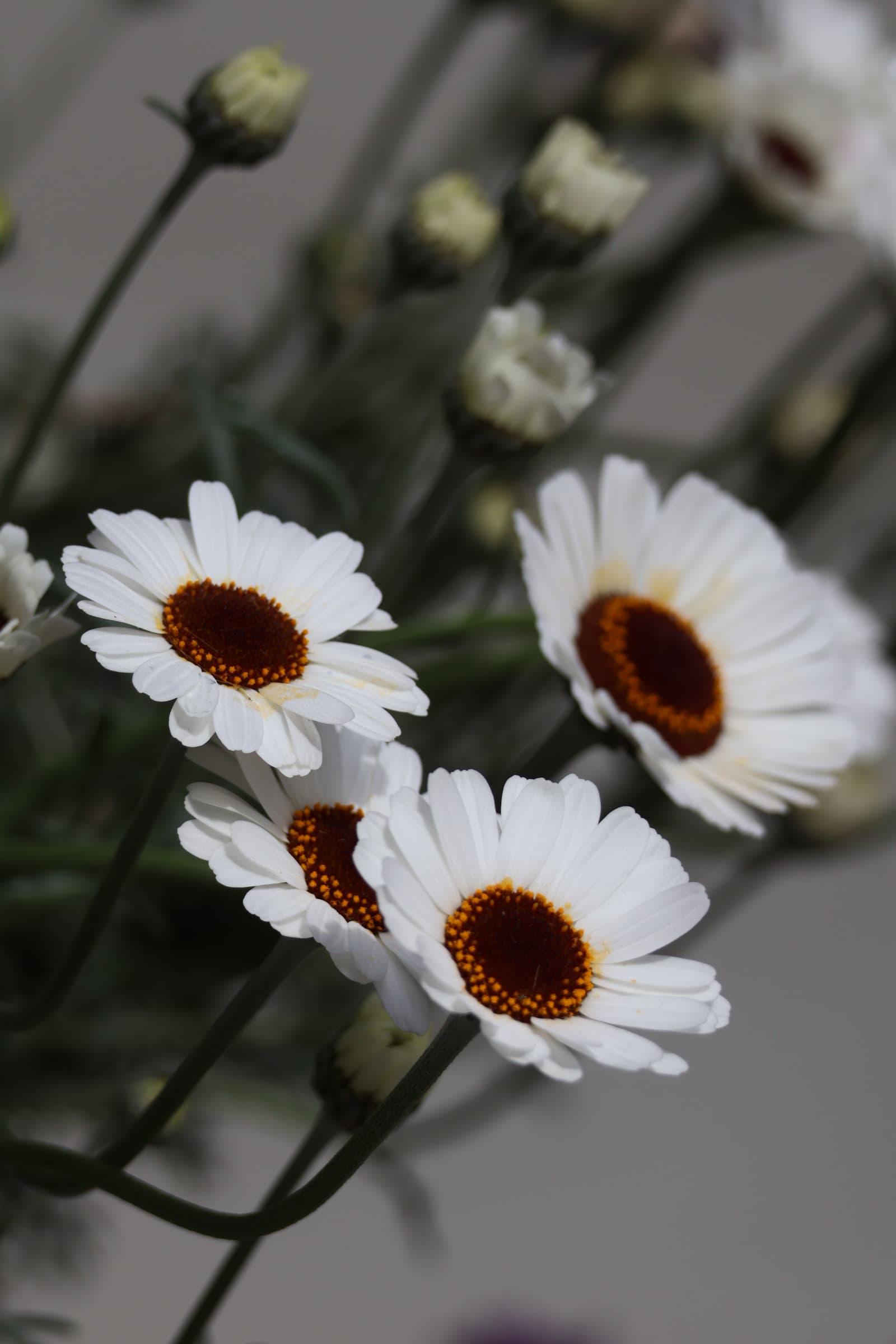 Flower 28