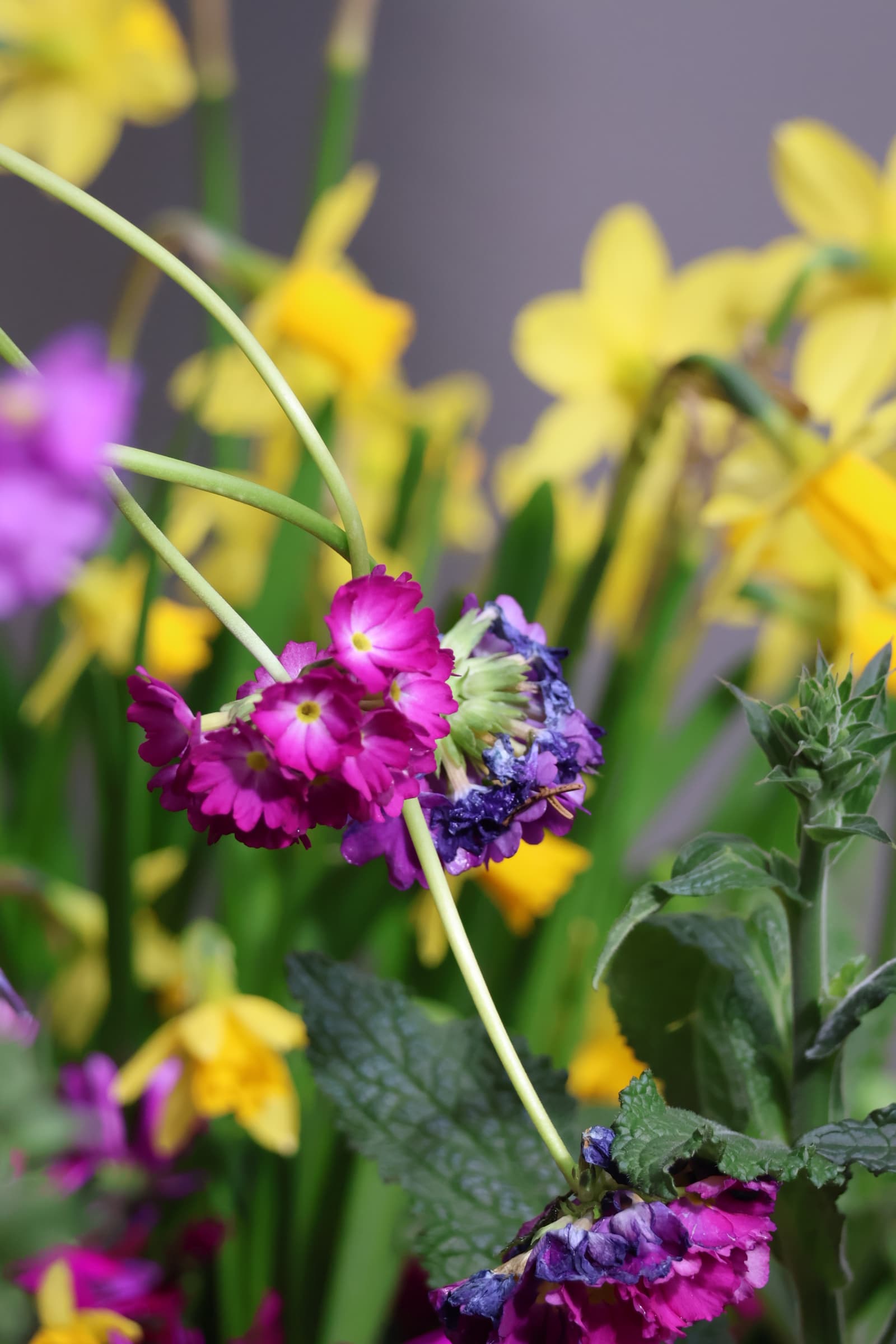Flower 192
