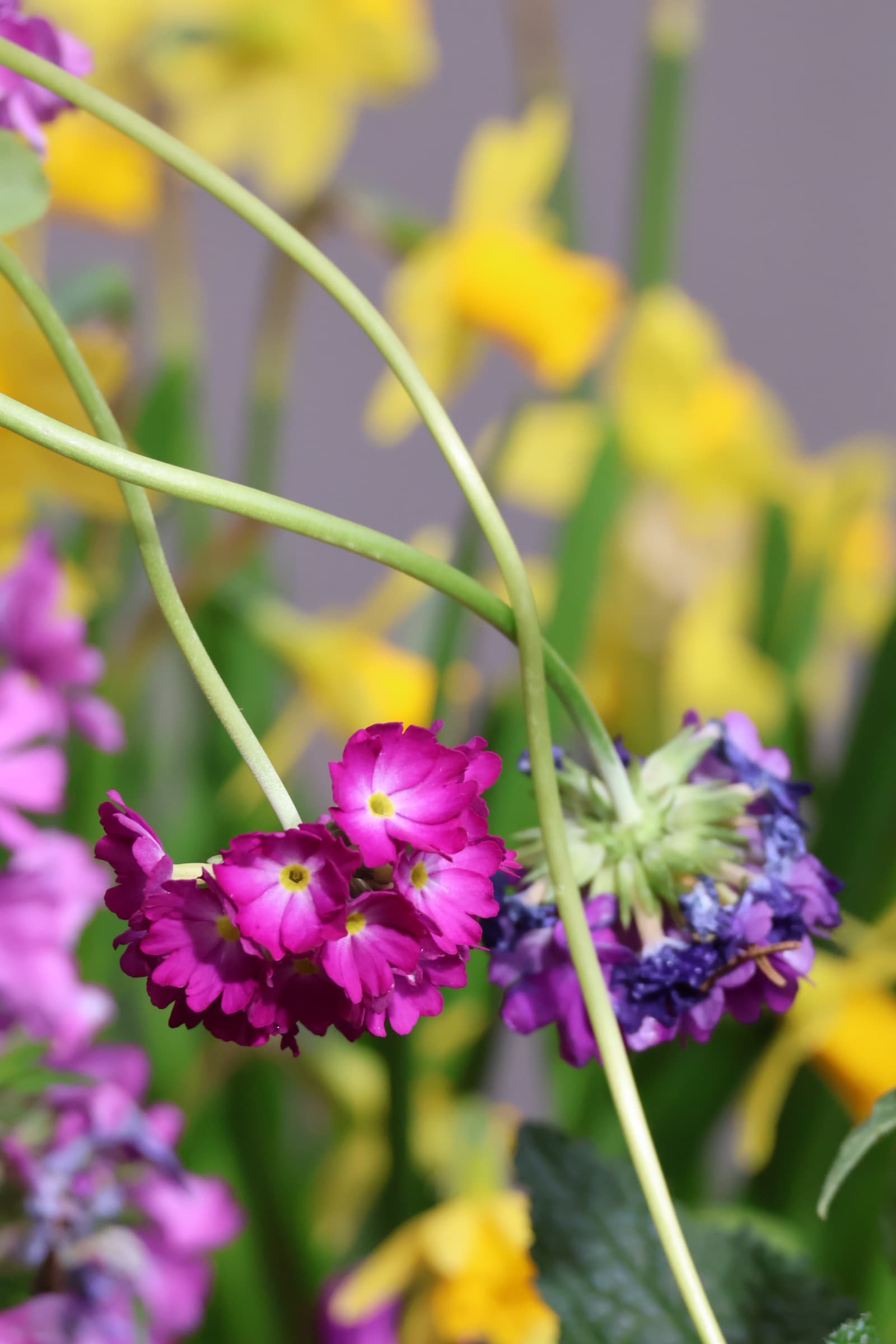 Flower 229