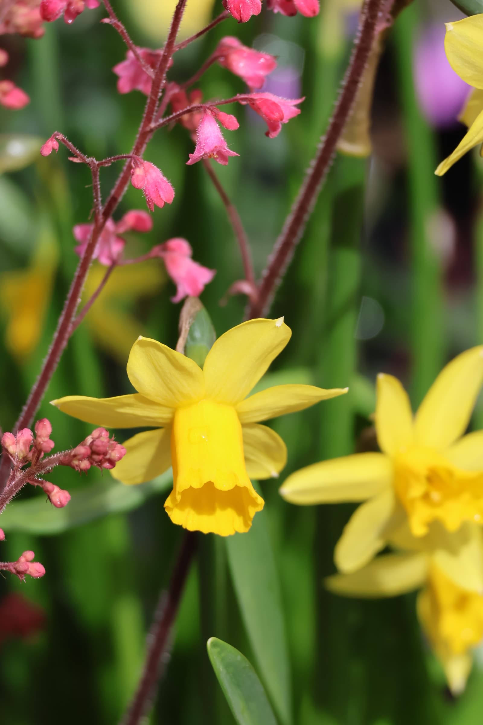 Flower 412