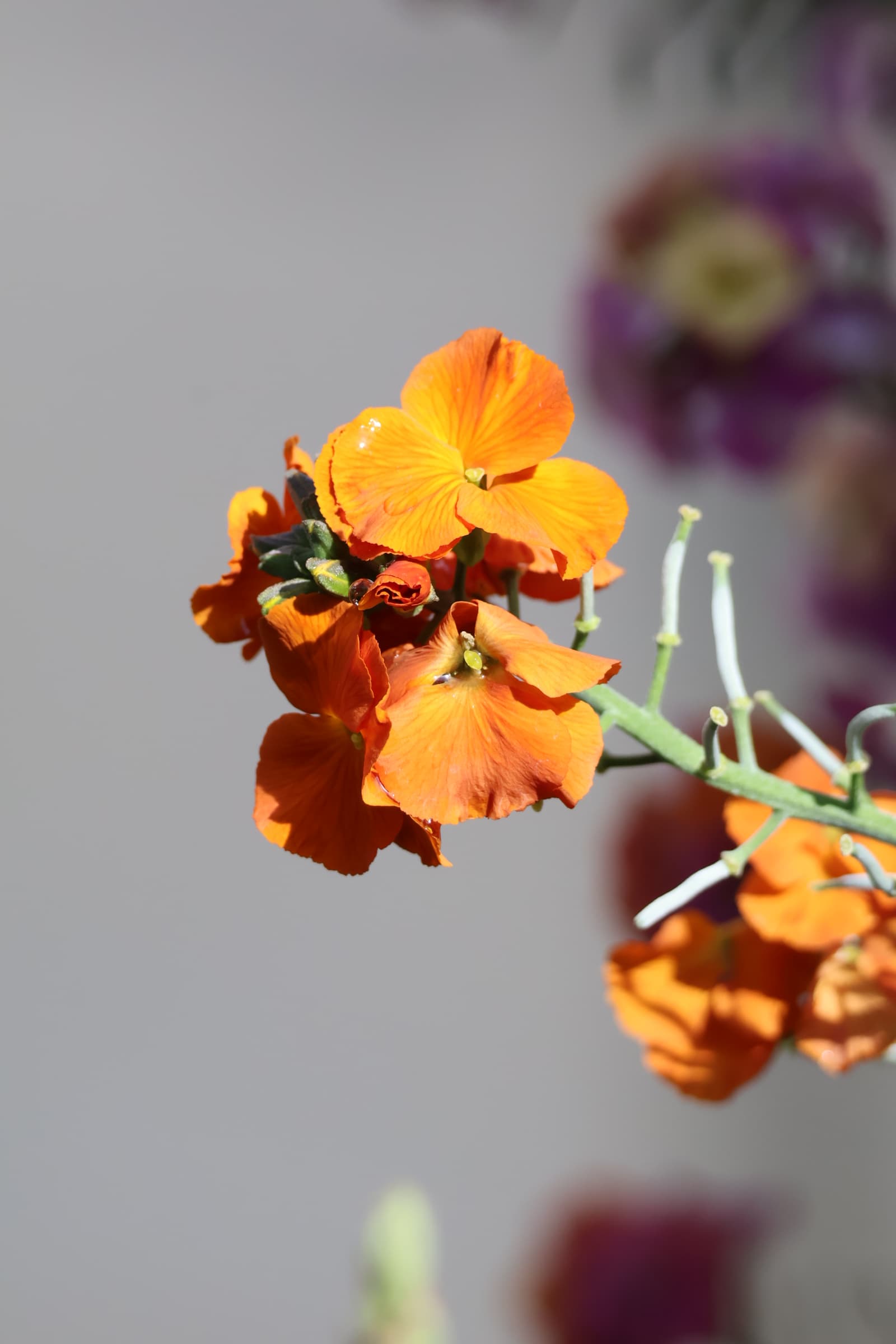 Flower 348