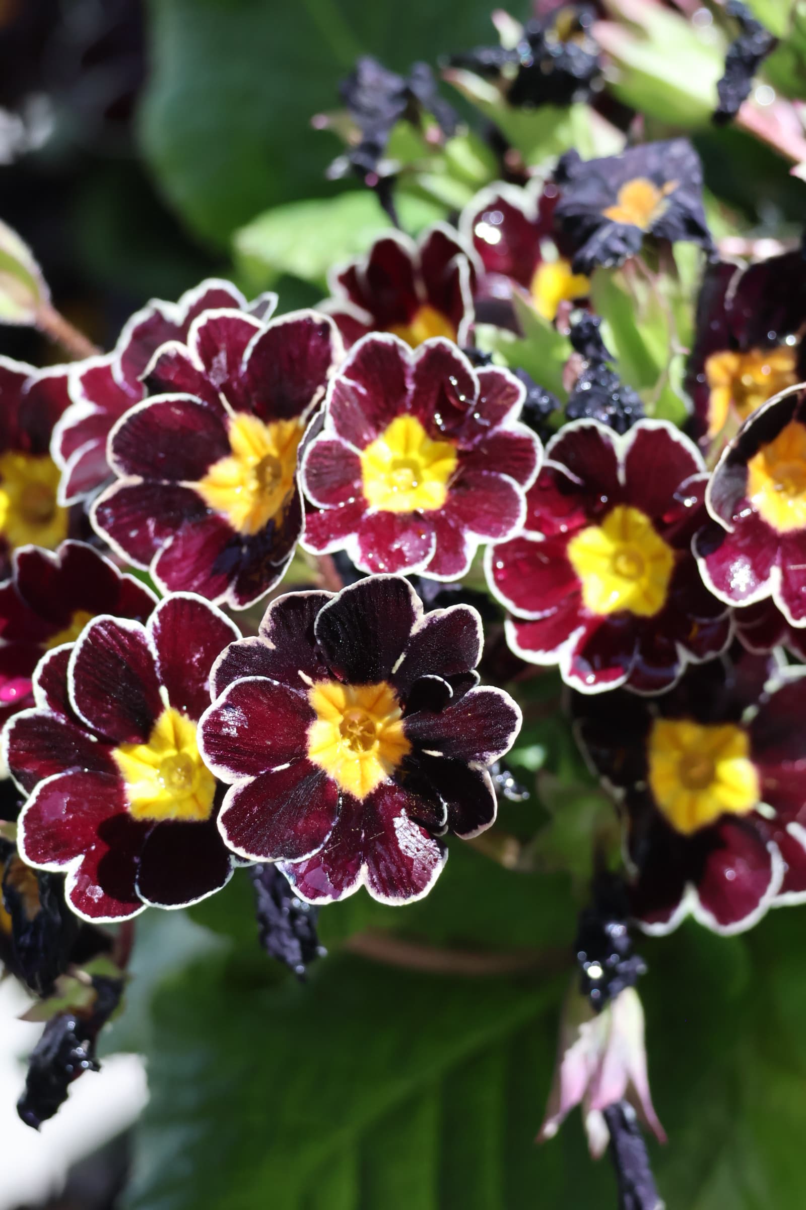 Flower 17