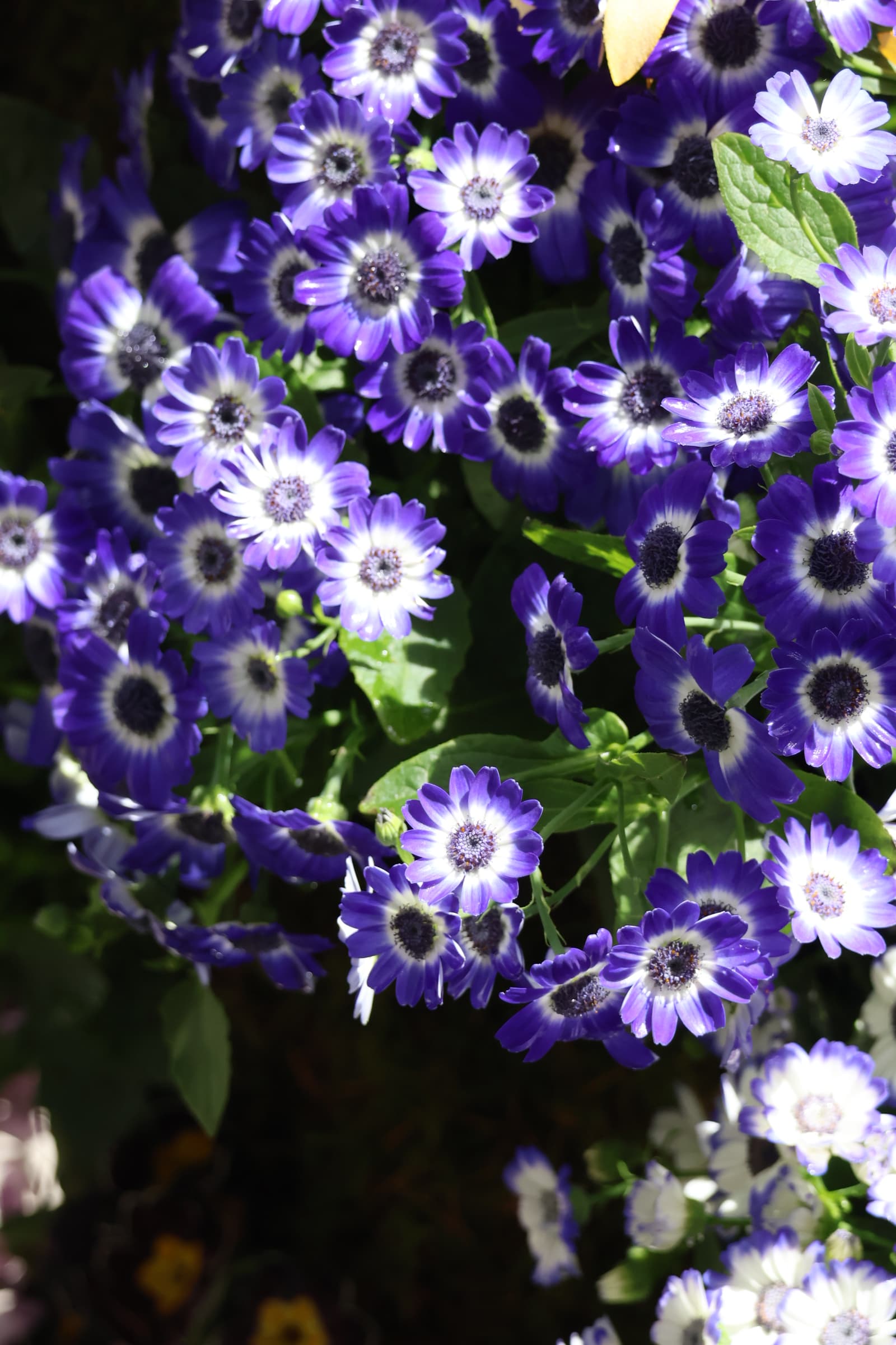 Flower 513
