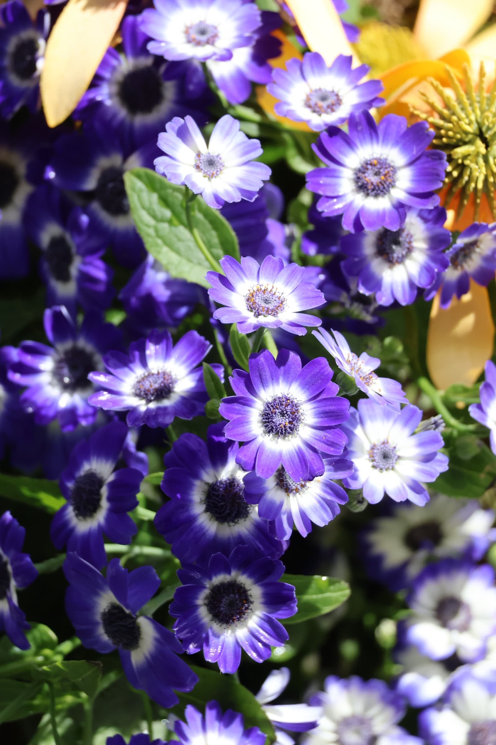 Flower 497