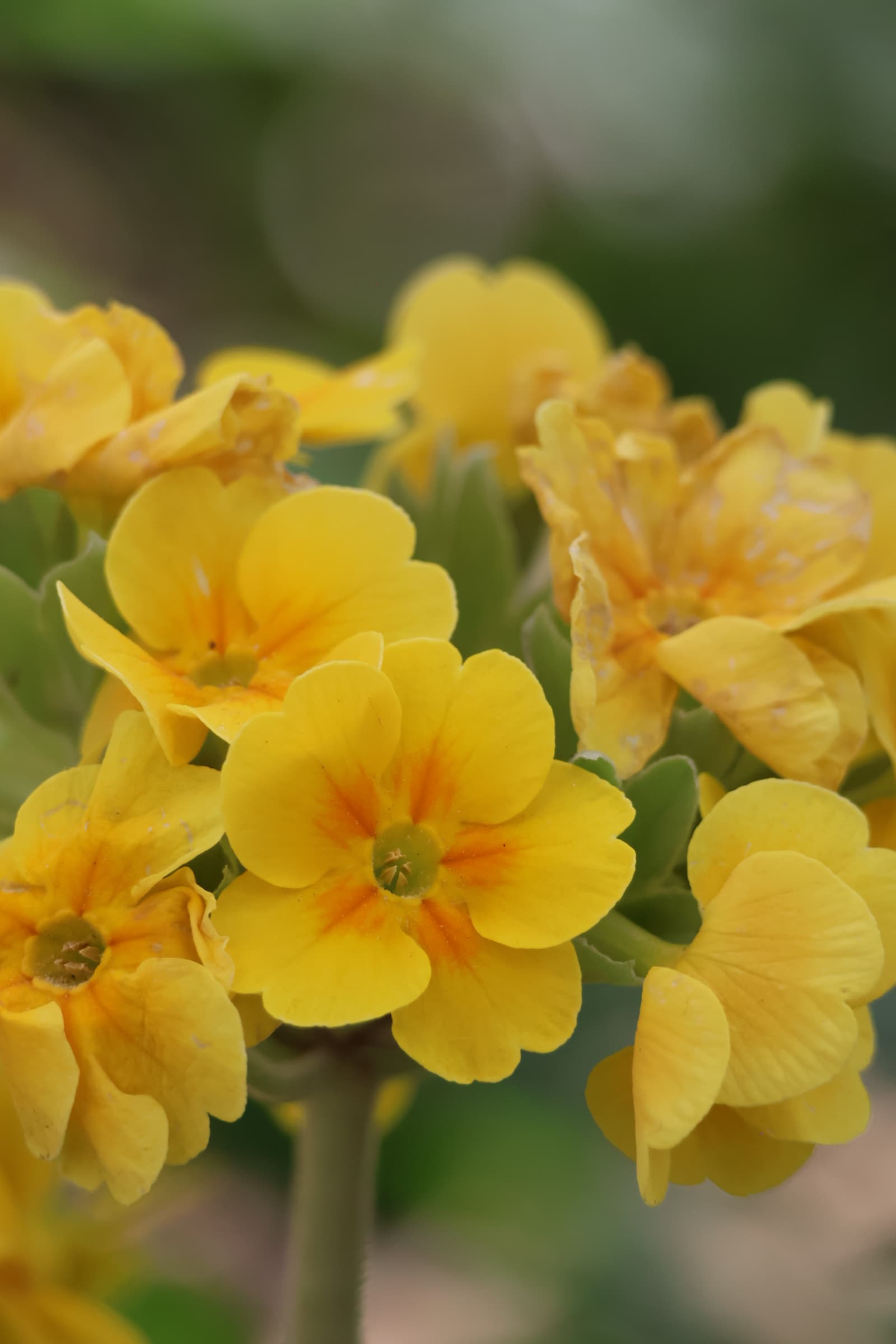 Flower 243