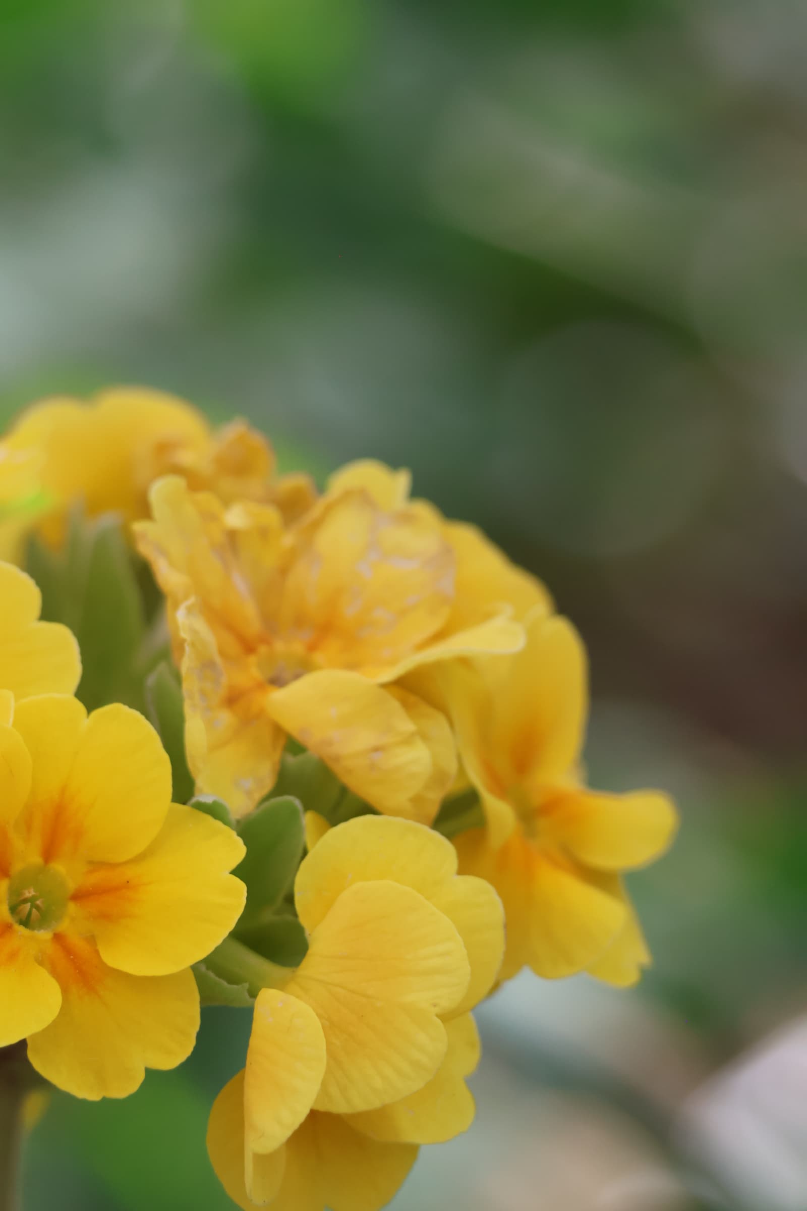 Flower 460