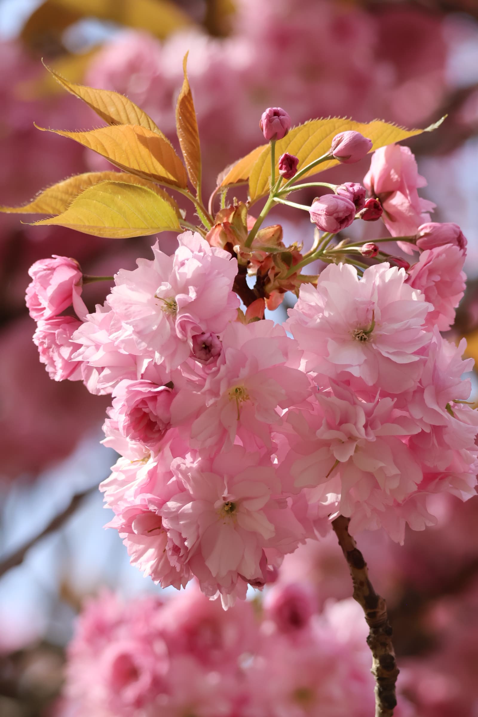 Flower 296
