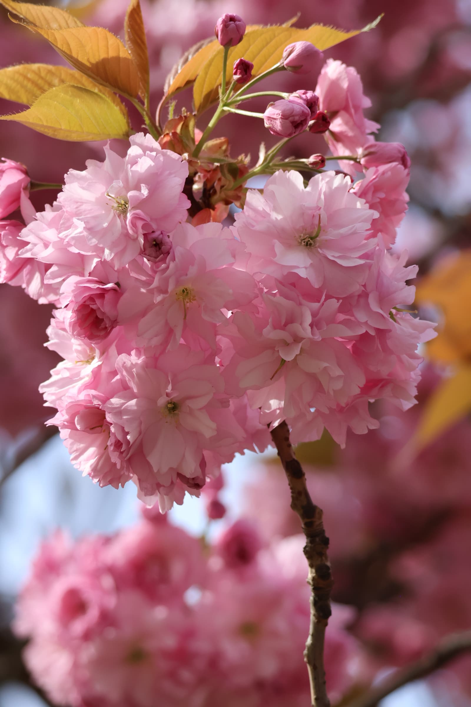 Flower 302