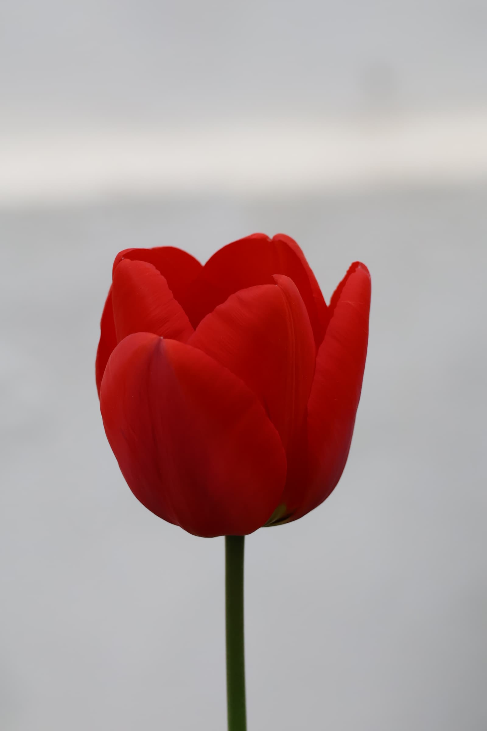 Flower 158