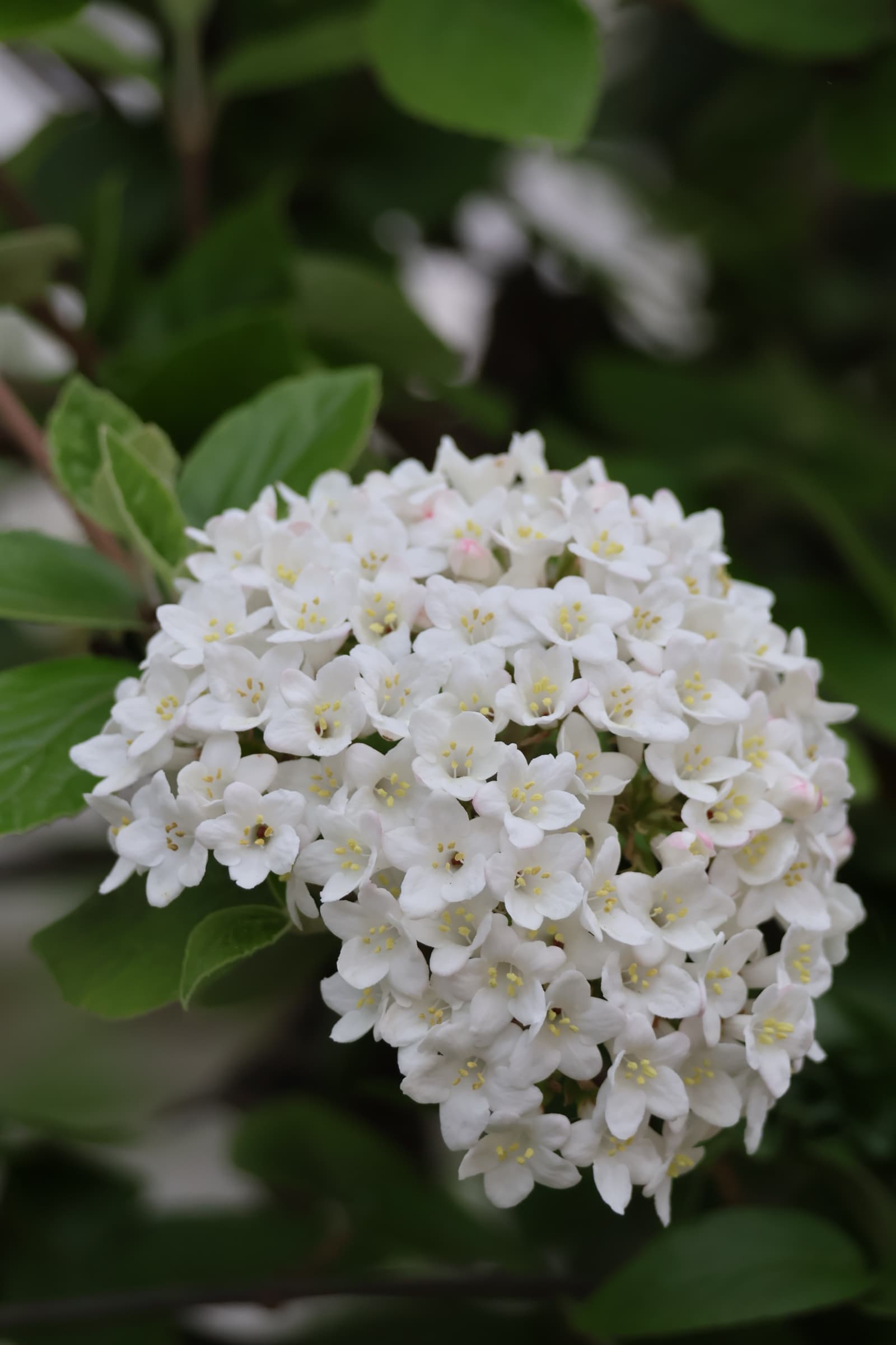 Flower 455