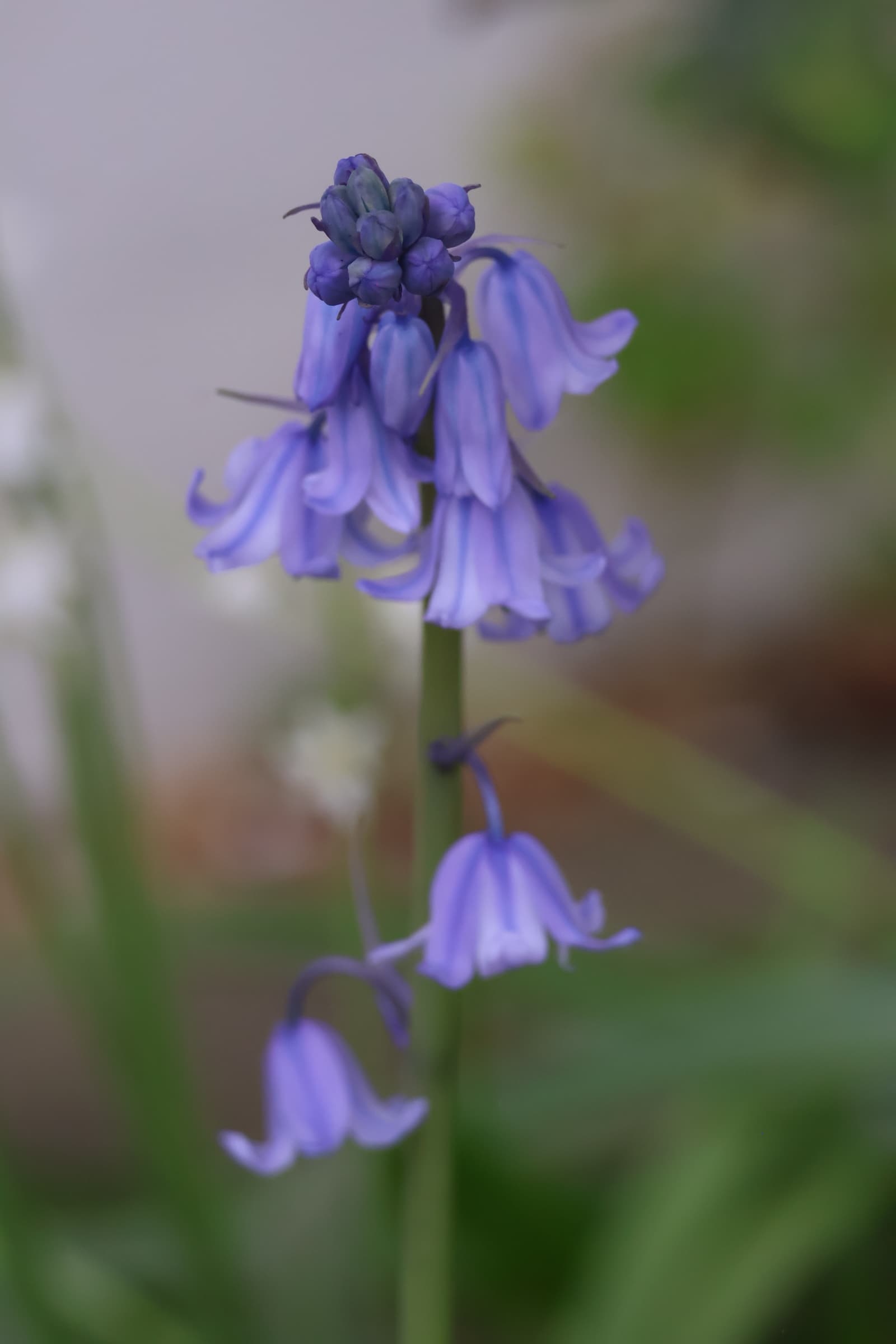 Flower 64