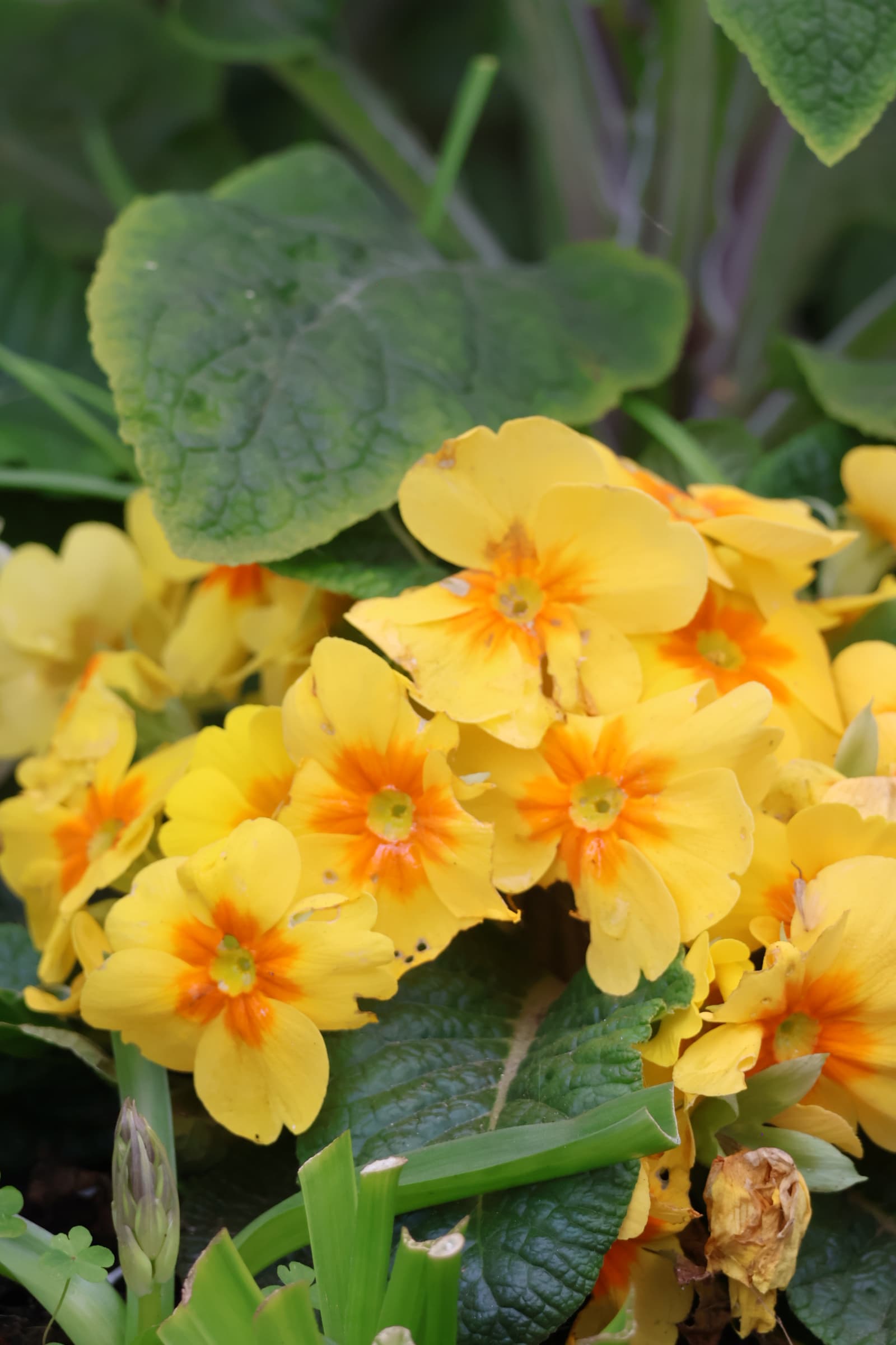 Flower 136