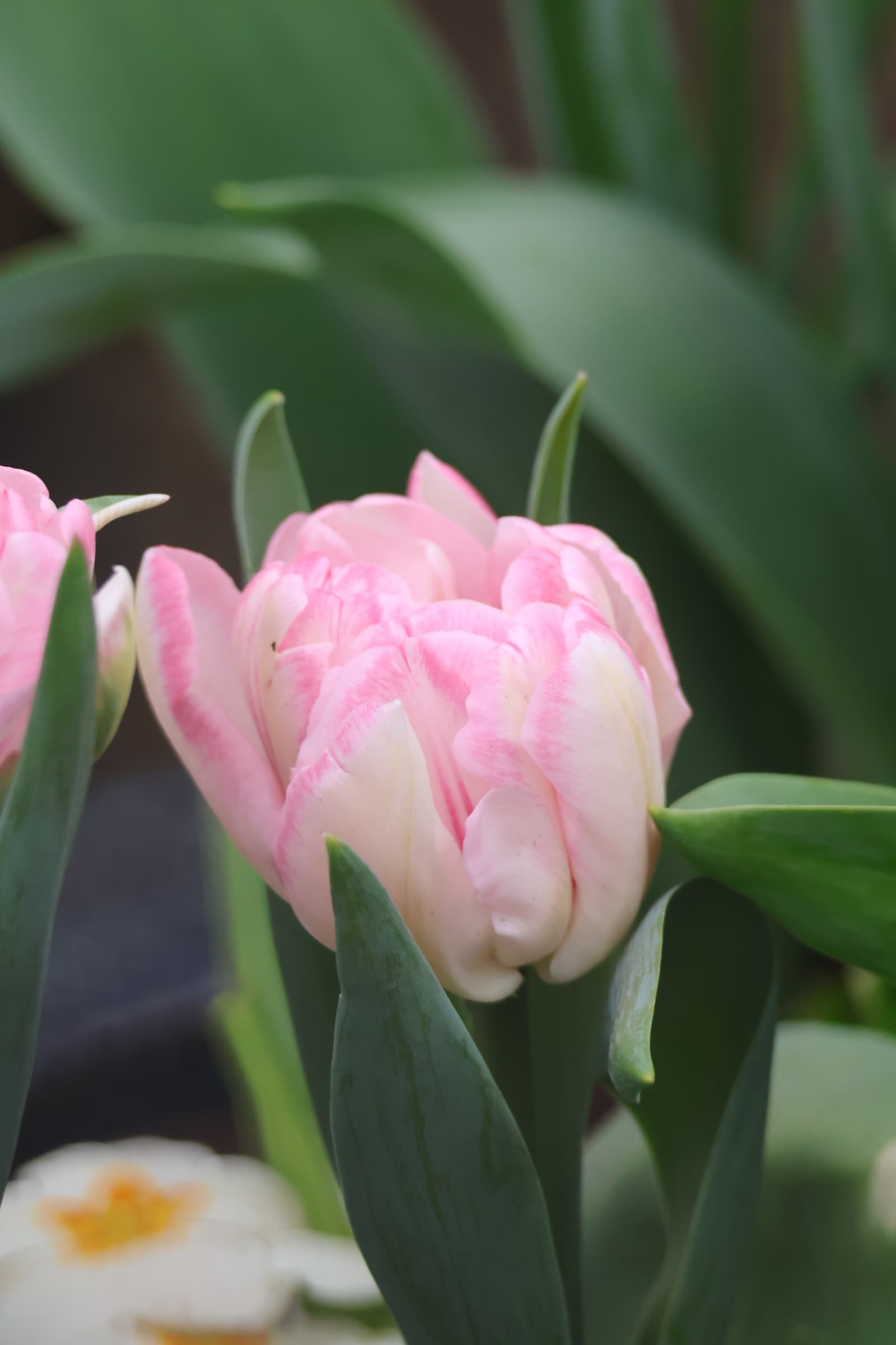 Flower 523