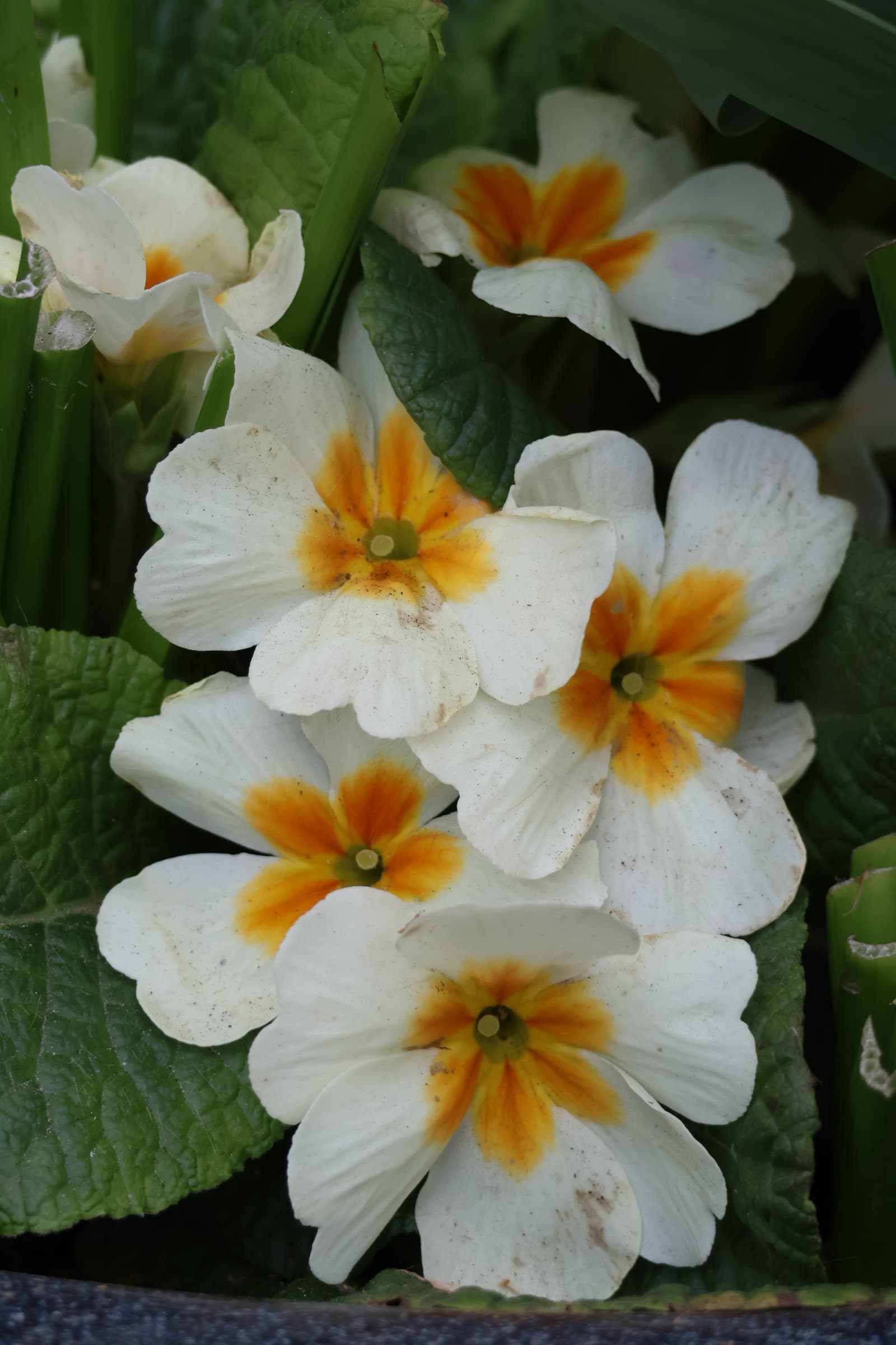 Flower 547