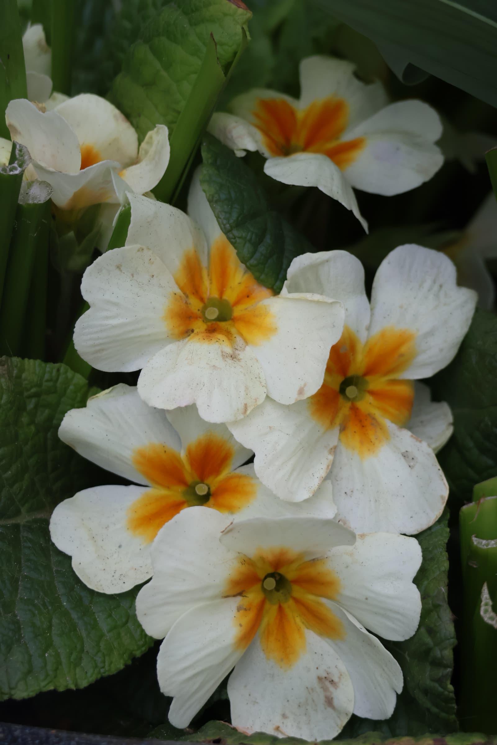 Flower 426