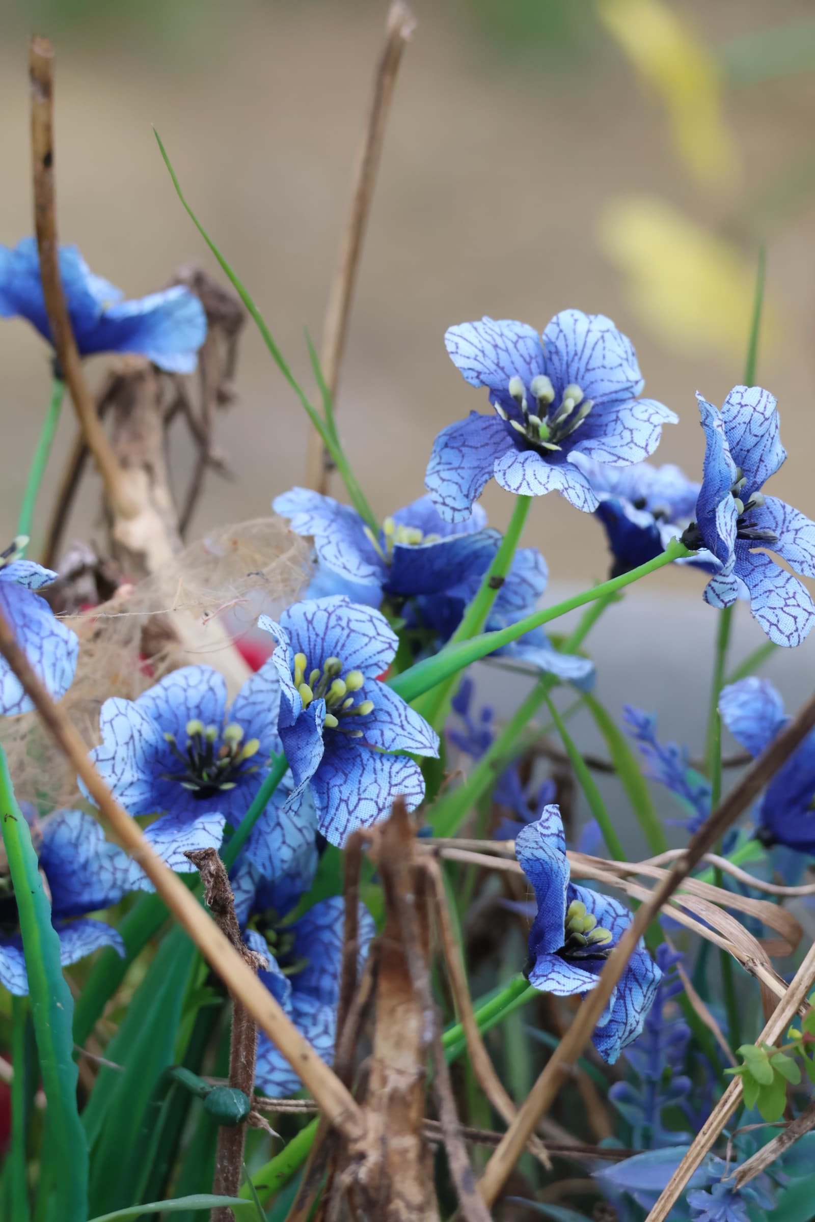 Flower 429