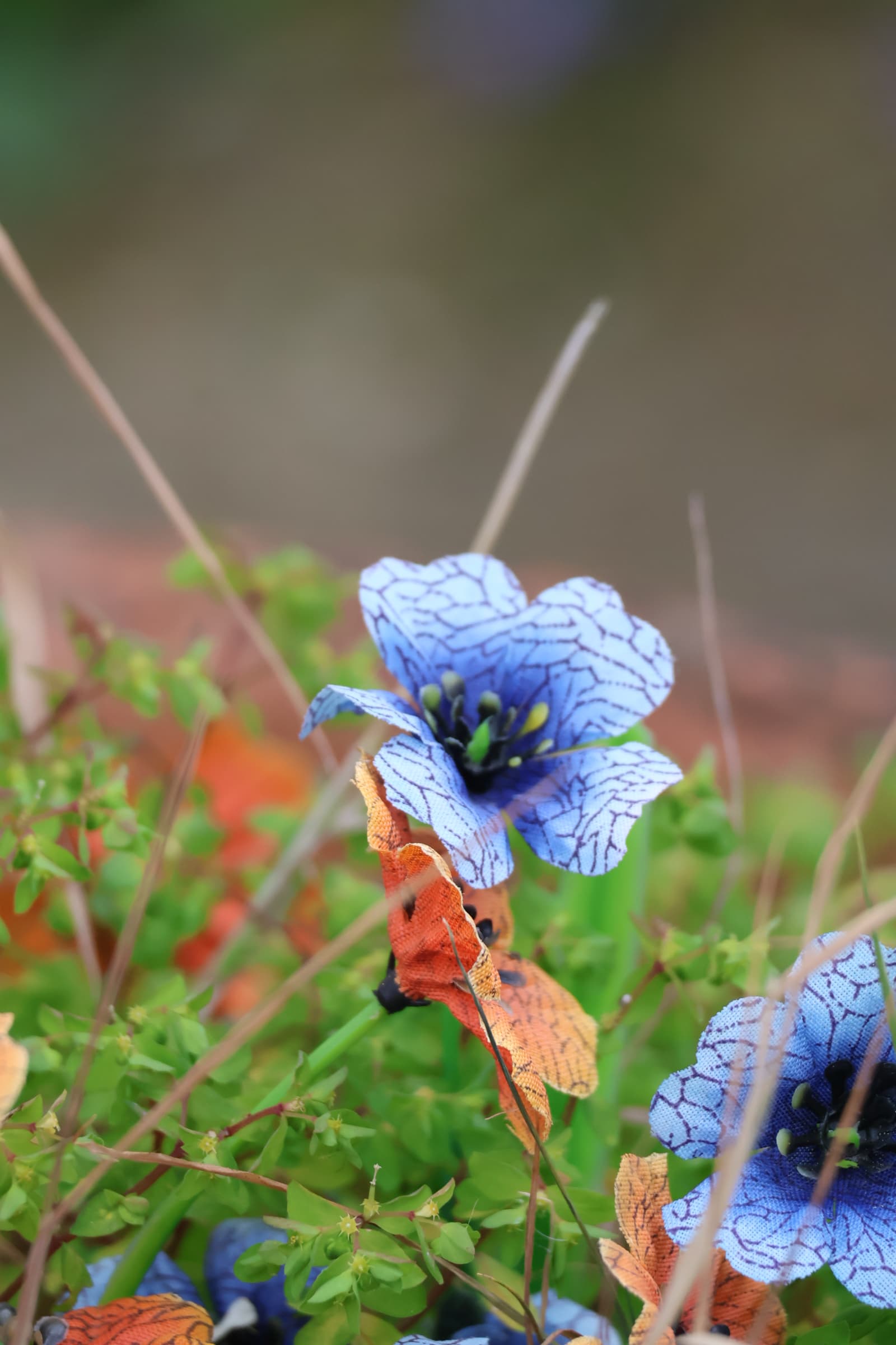 Flower 472