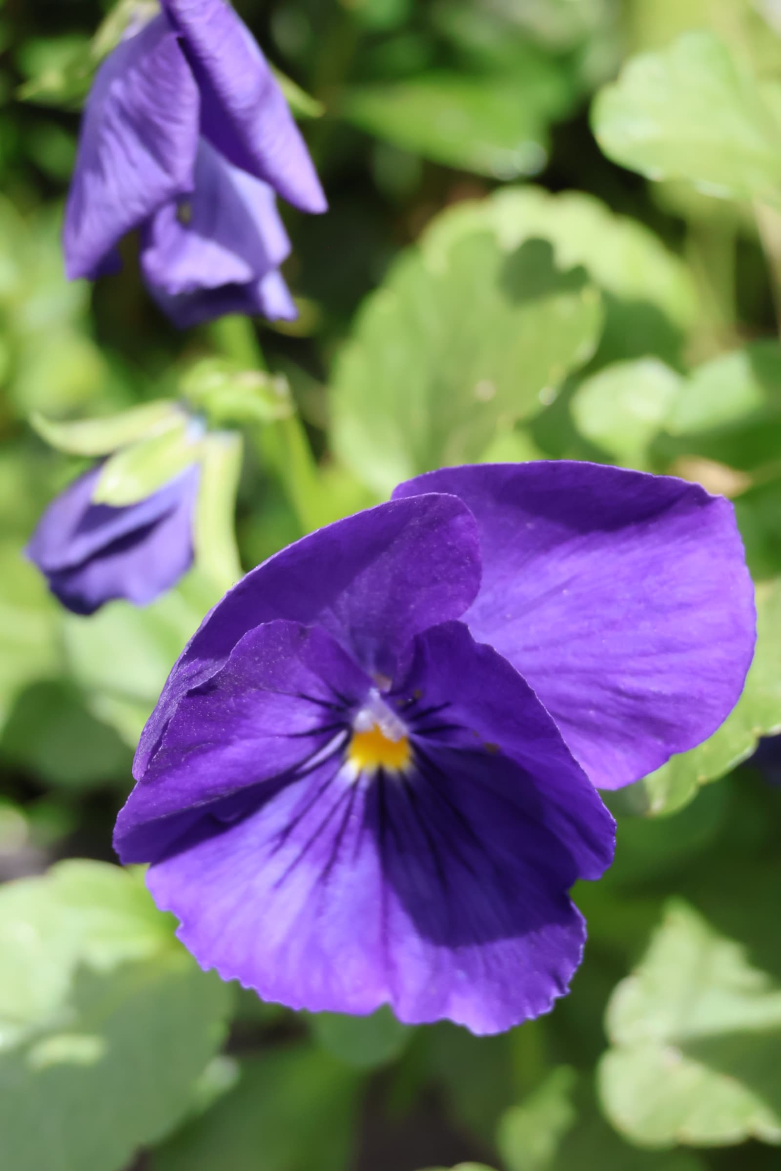 Flower 293
