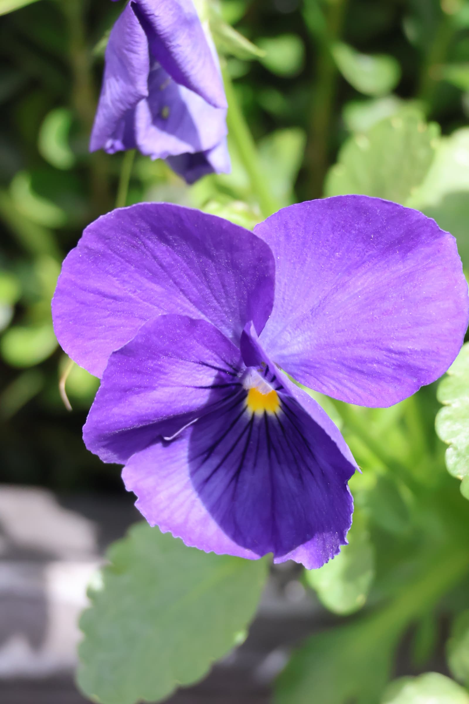 Flower 423