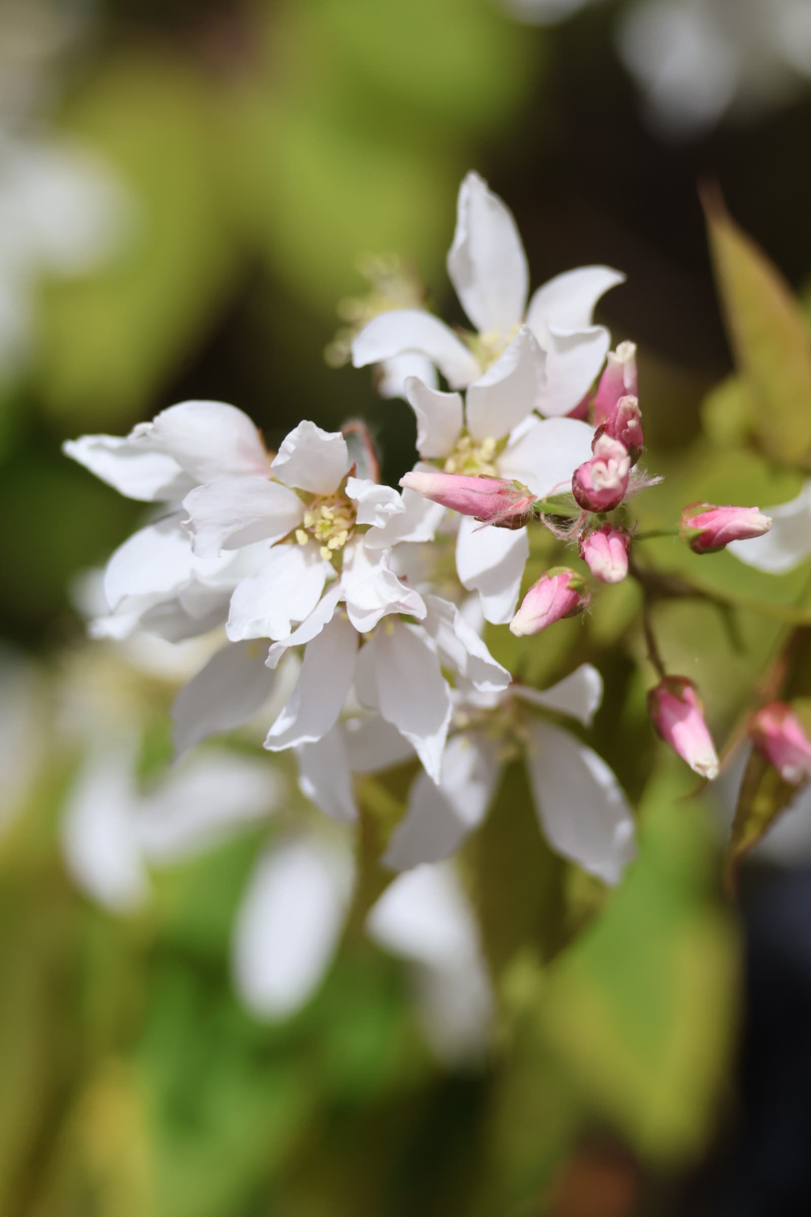 Flower 481
