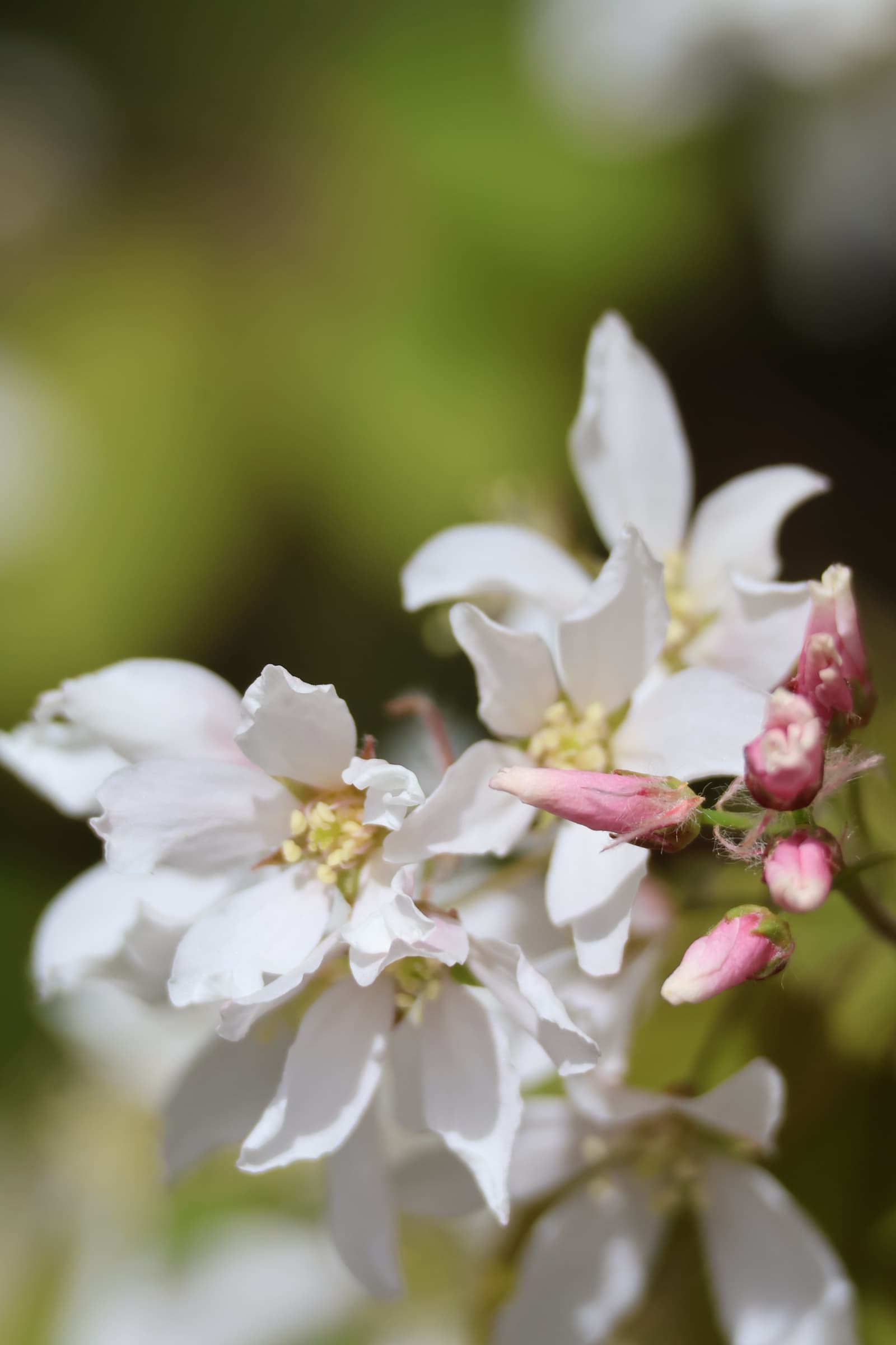 Flower 267