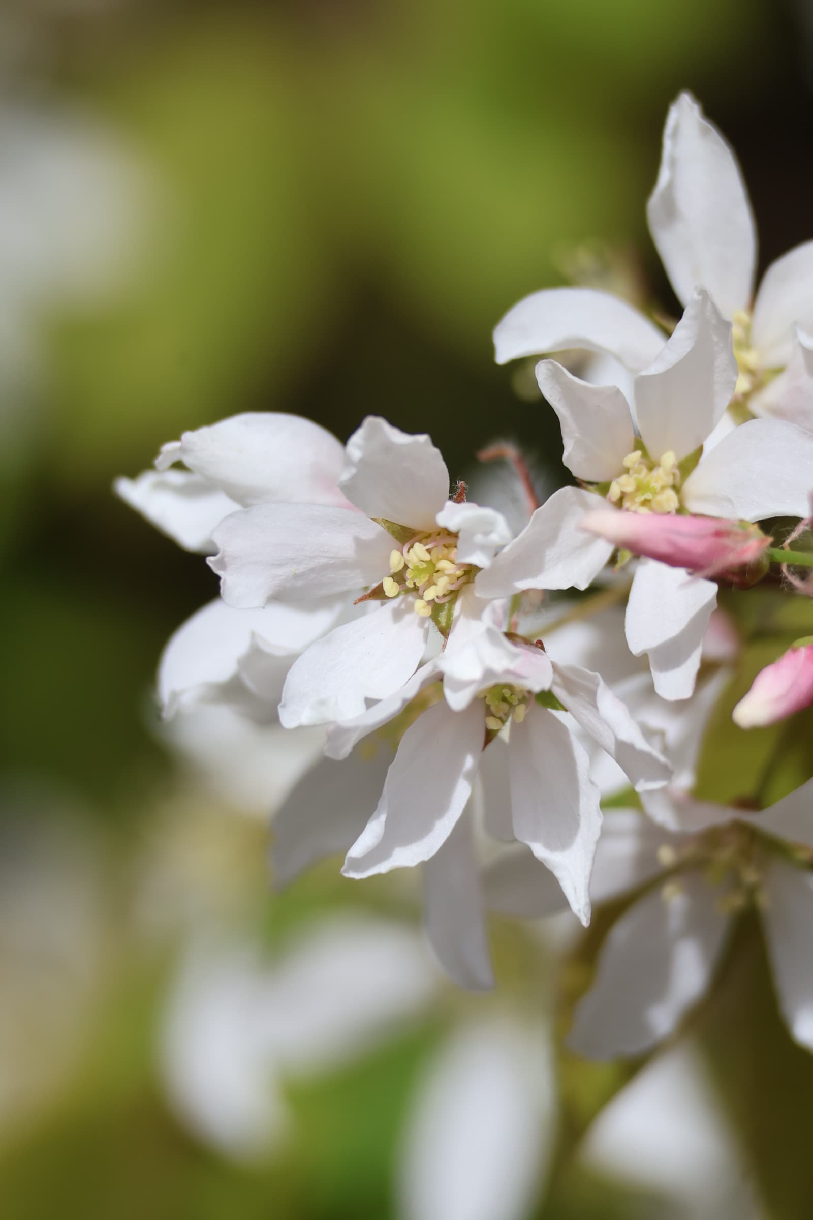 Flower 86