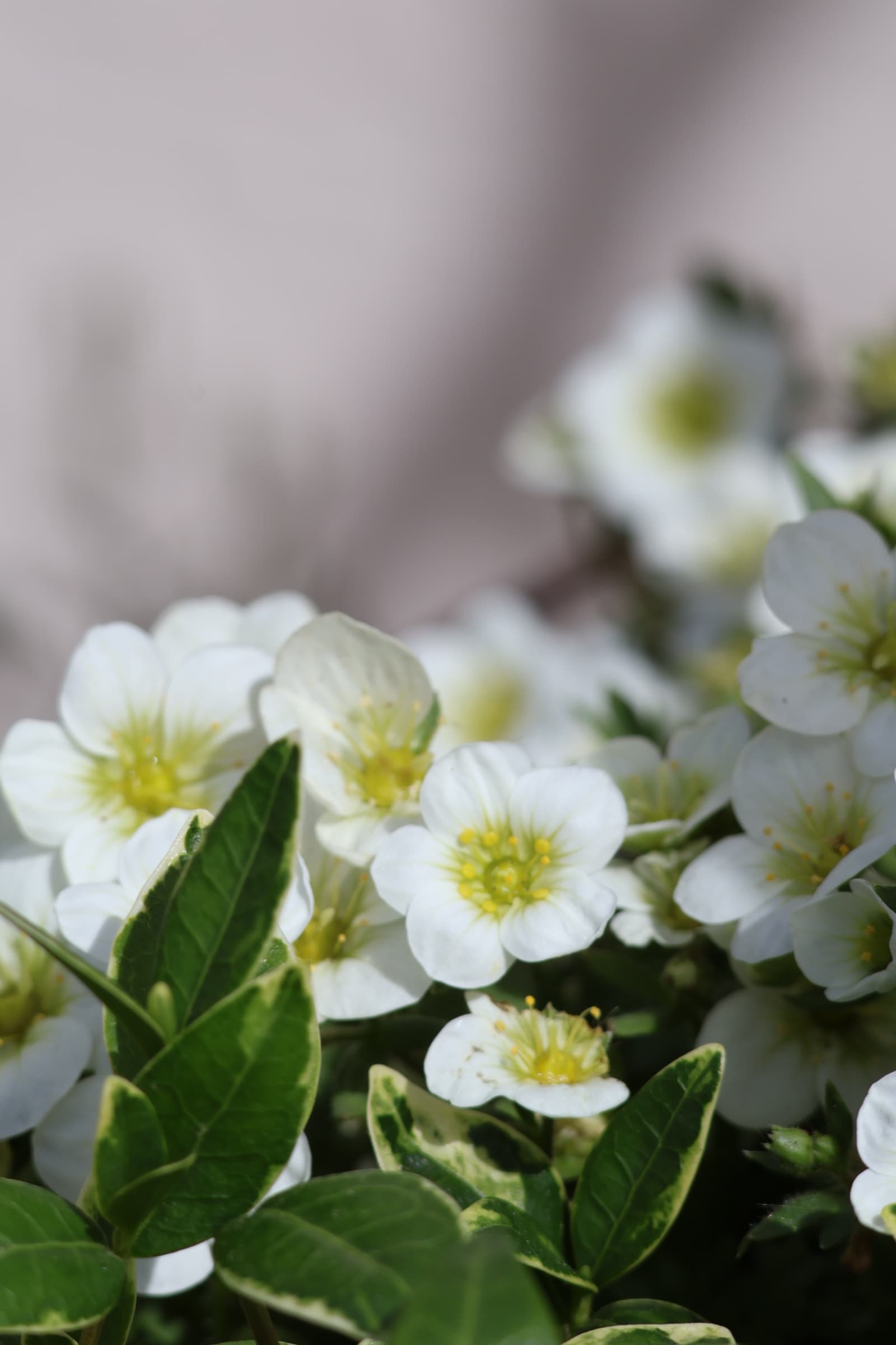 Flower 78