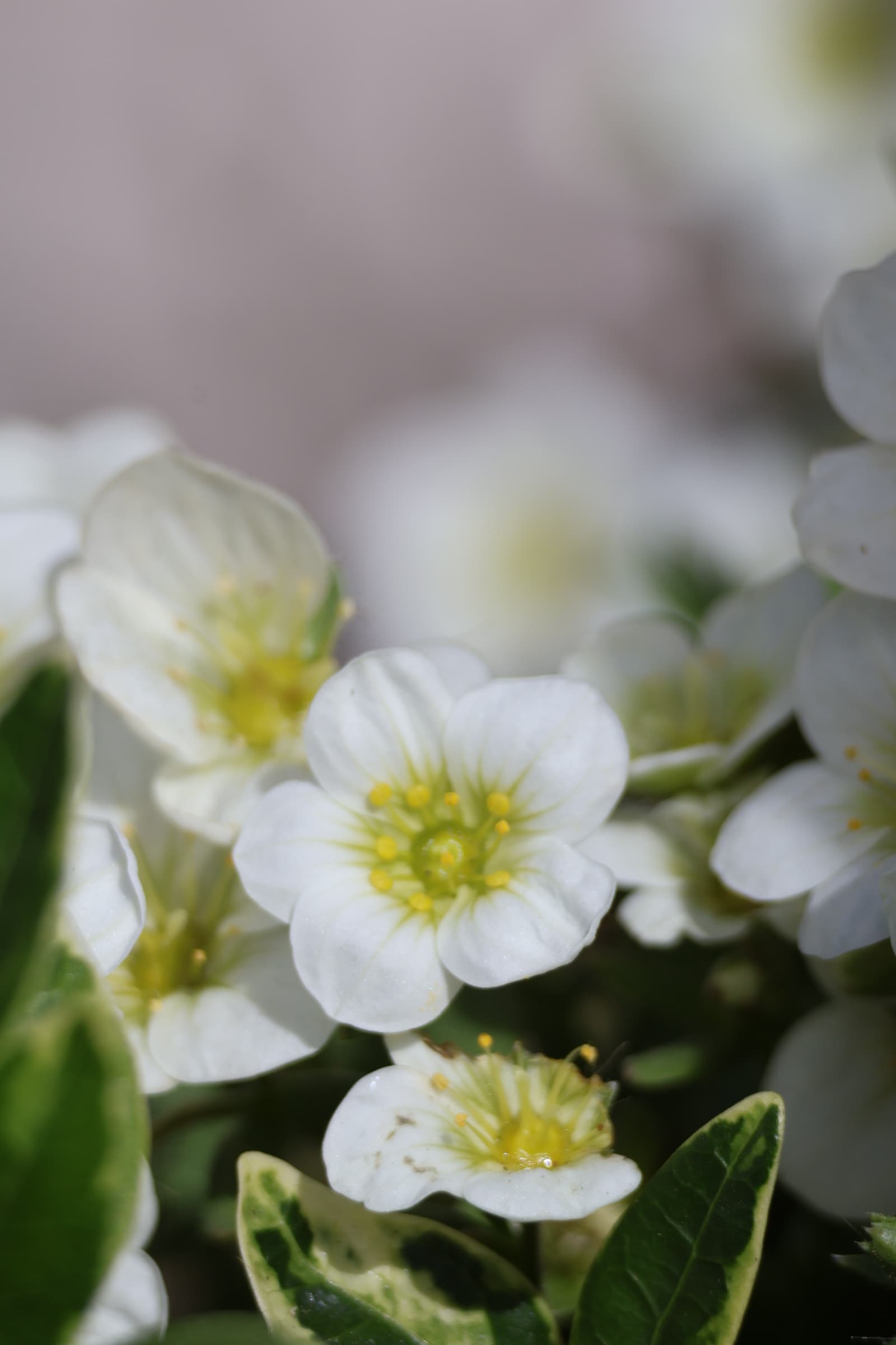 Flower 344