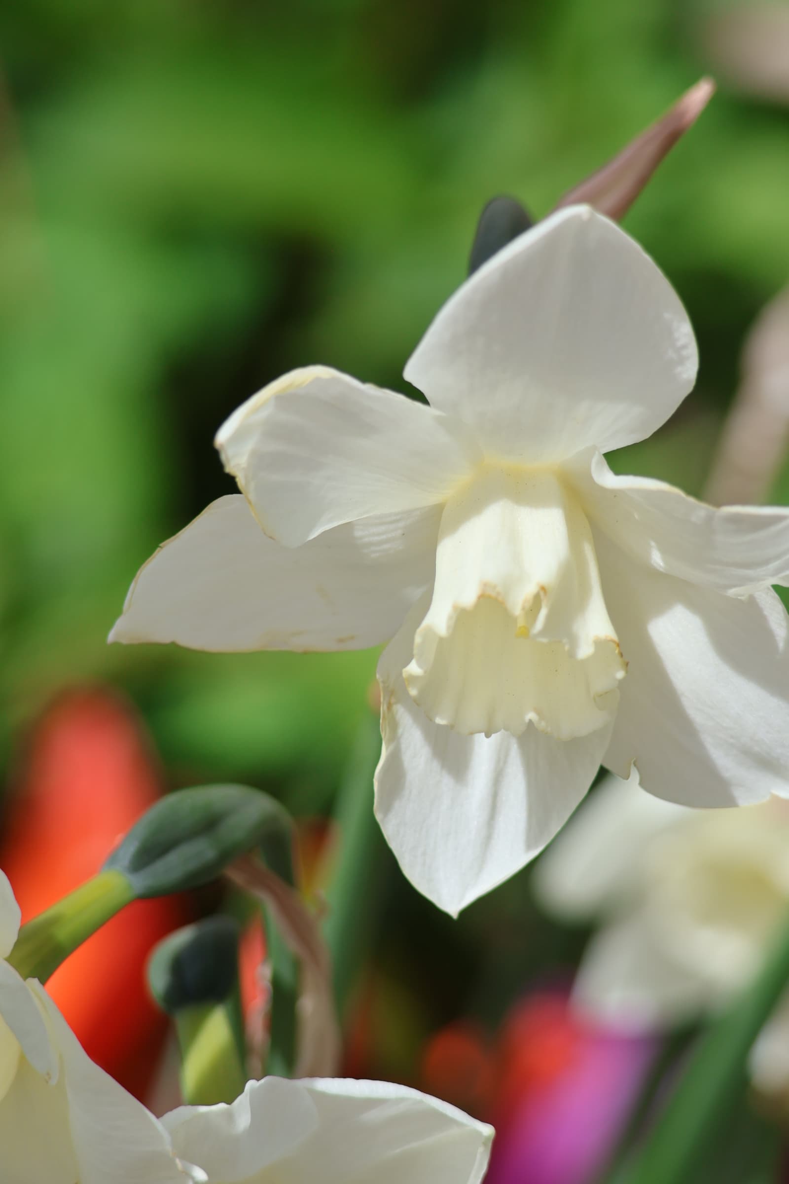 Flower 454