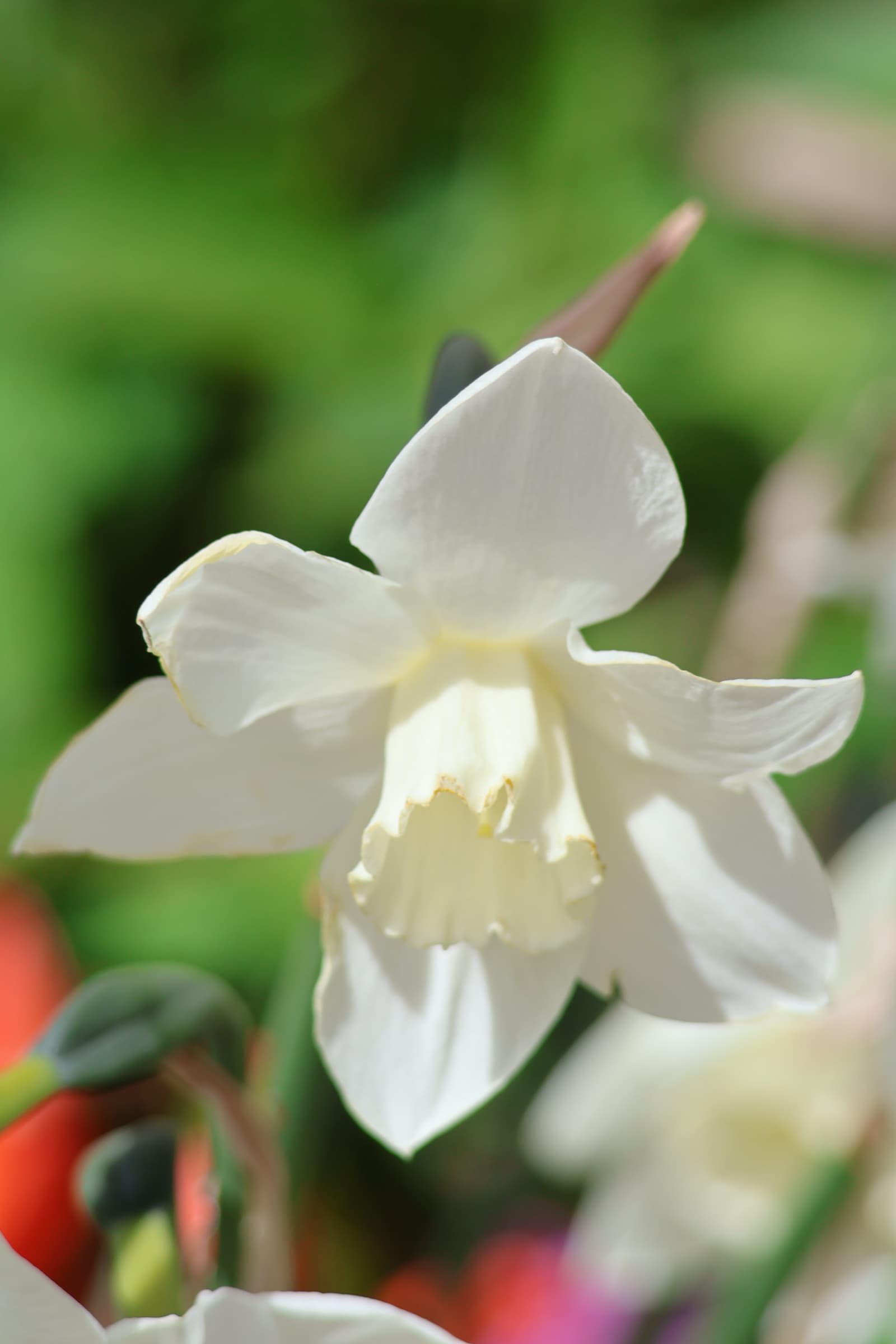 Flower 366